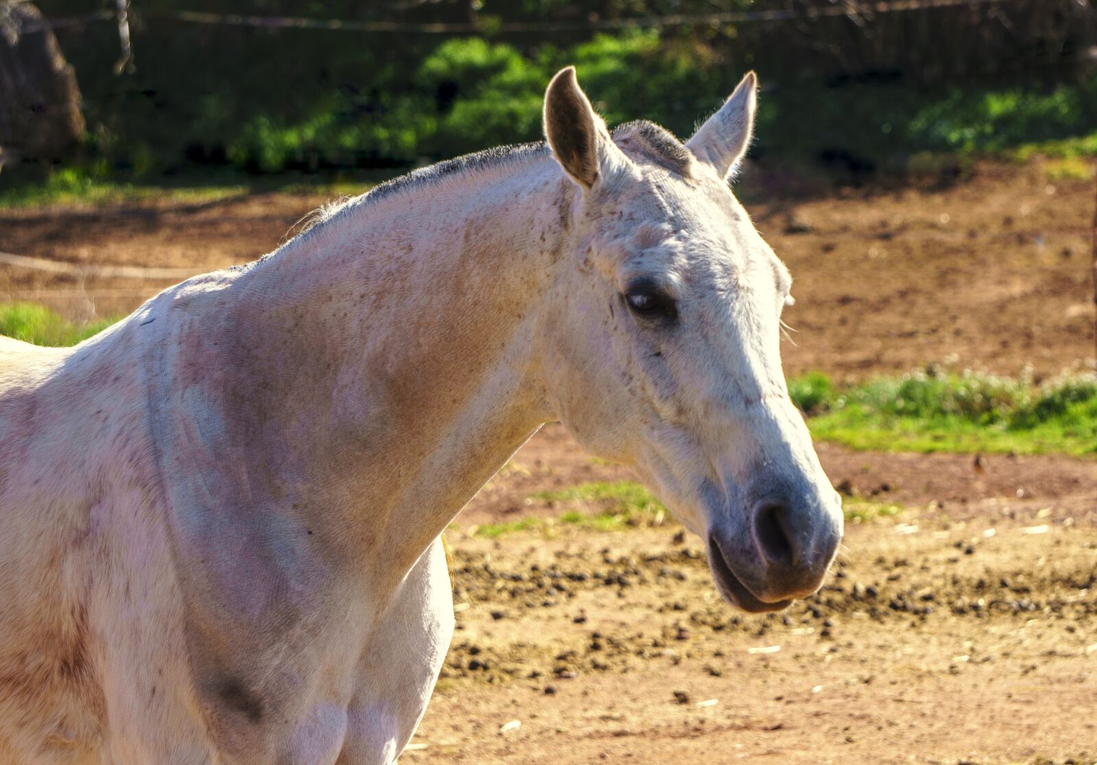 Sony a6000 sample photo. Horse, animal, equine photography