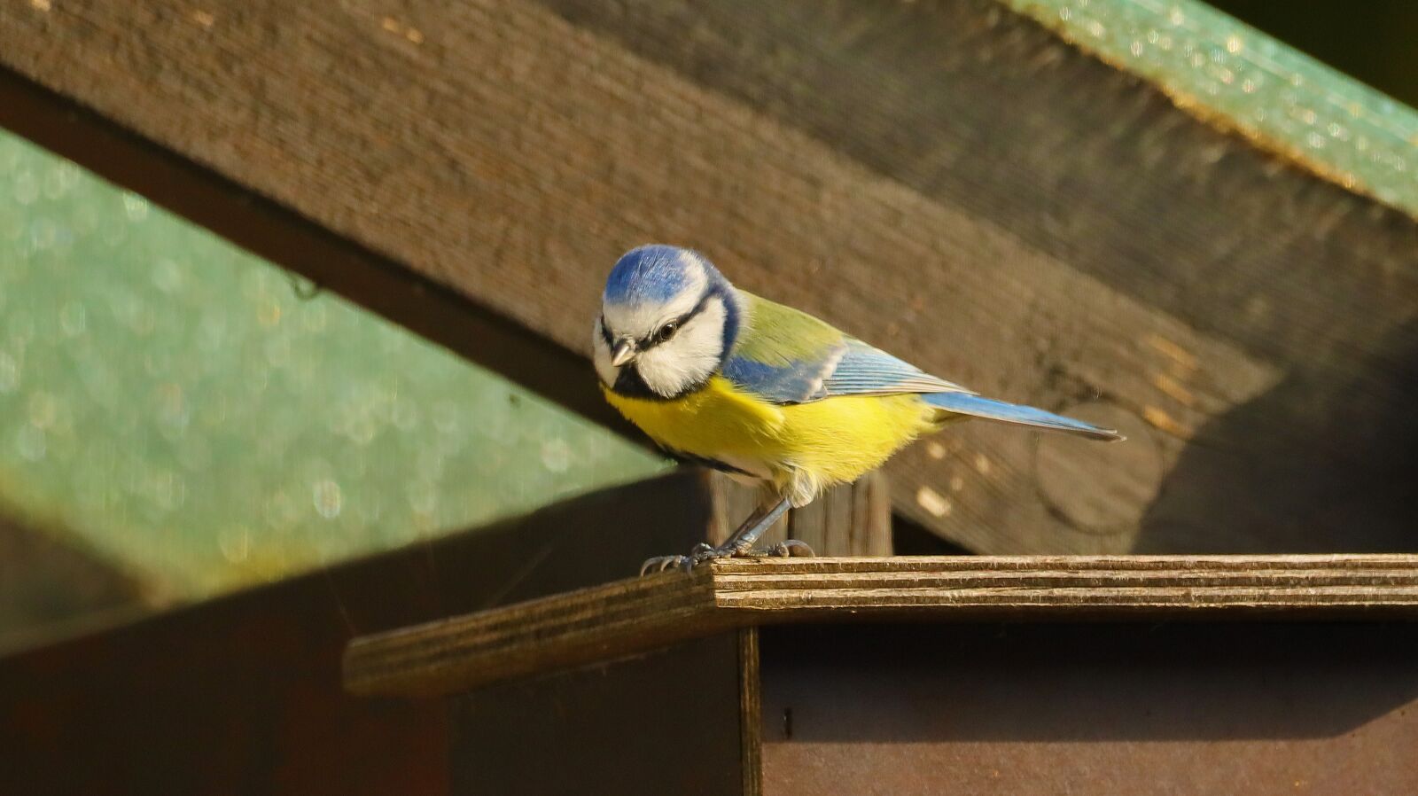 150-600mm F5-6.3 DG OS HSM | Contemporary 015 sample photo. Blue tit, tit, bird photography