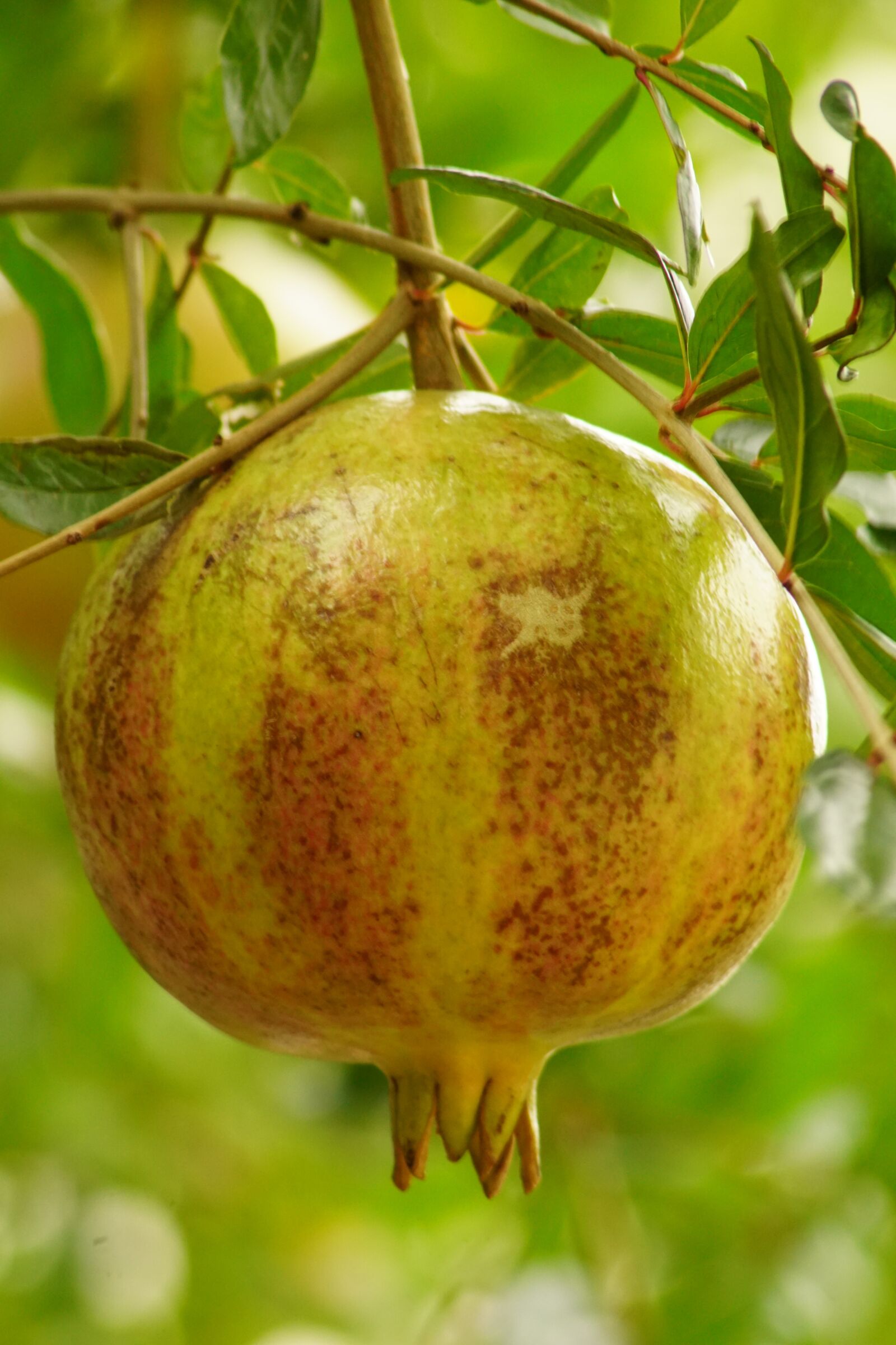 Sony ILCA-77M2 sample photo. Pomegranate, fruit, vitamins photography