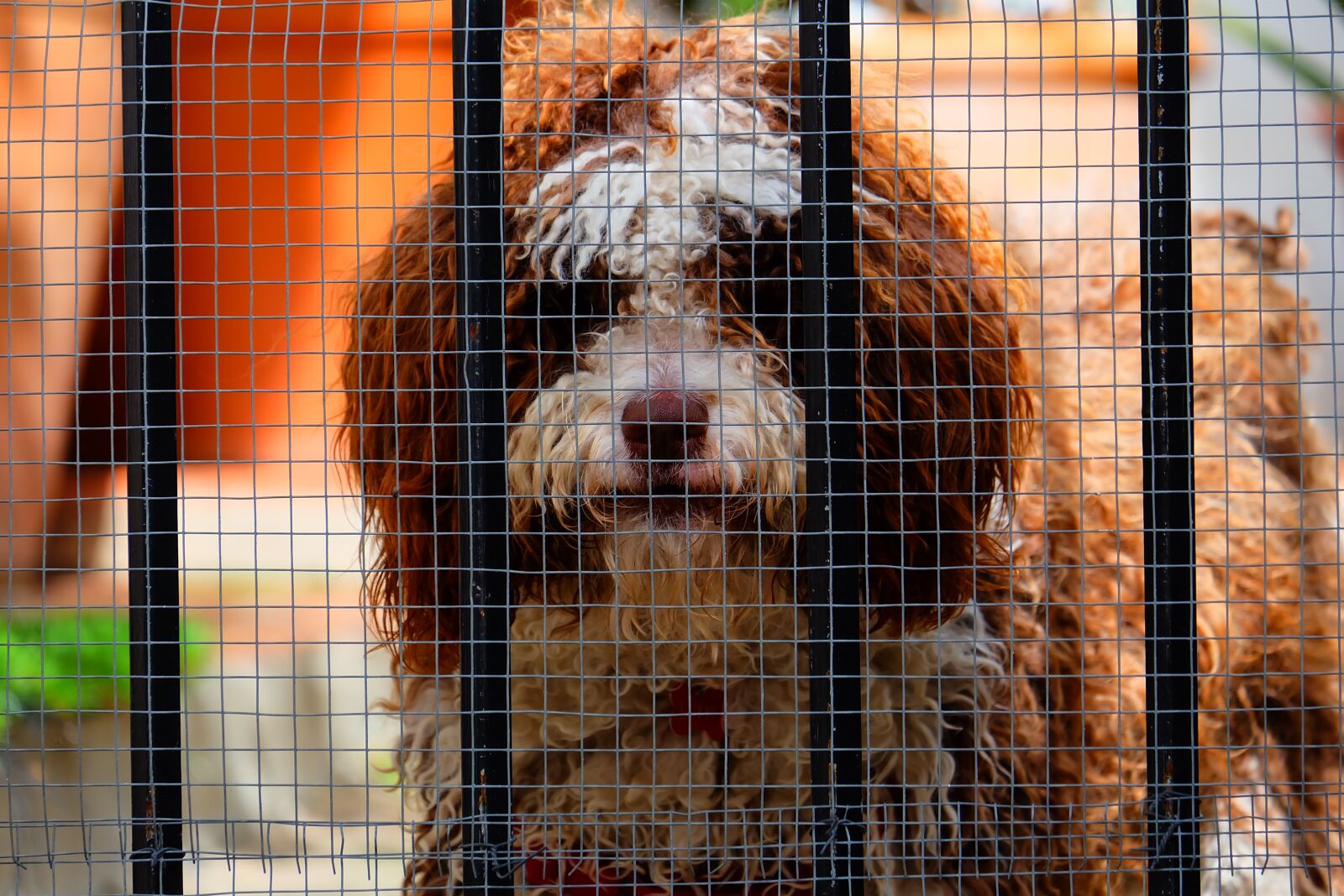 Fujifilm X-A2 + Fujifilm XC 50-230mm F4.5-6.7 OIS II sample photo. Dog, net, hence photography