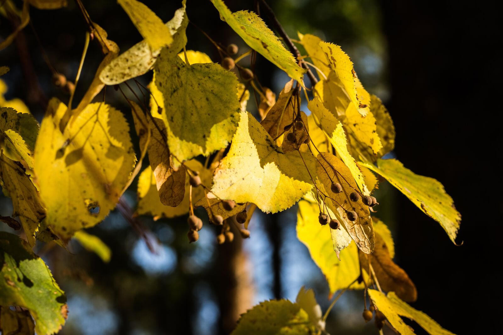 Canon EOS 700D (EOS Rebel T5i / EOS Kiss X7i) sample photo. Tree, sheet, nature photography