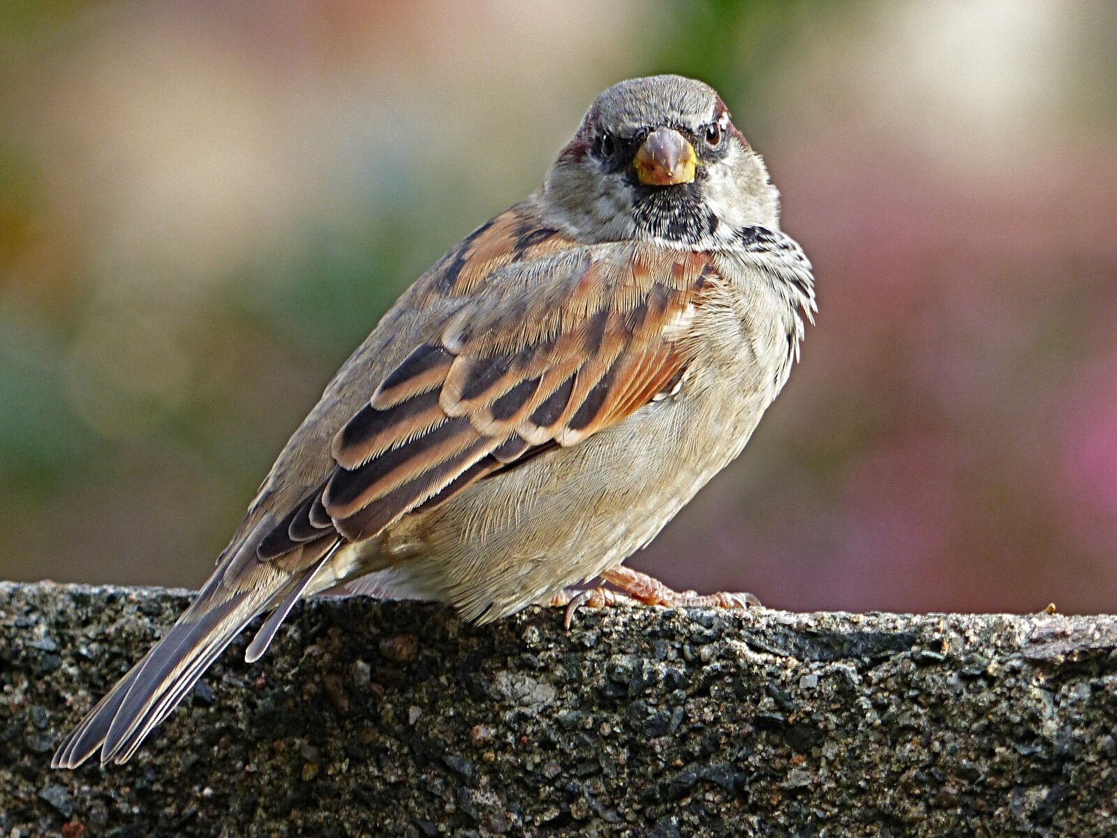 Panasonic Lumix DMC-FZ200 sample photo. Sparrow, wall, background blurred photography