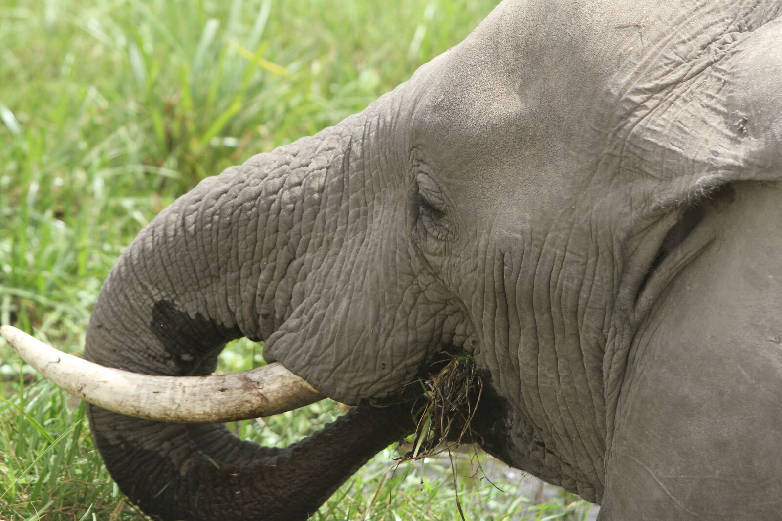 Canon EOS 7D sample photo. Amboseli, national, park, elephants photography