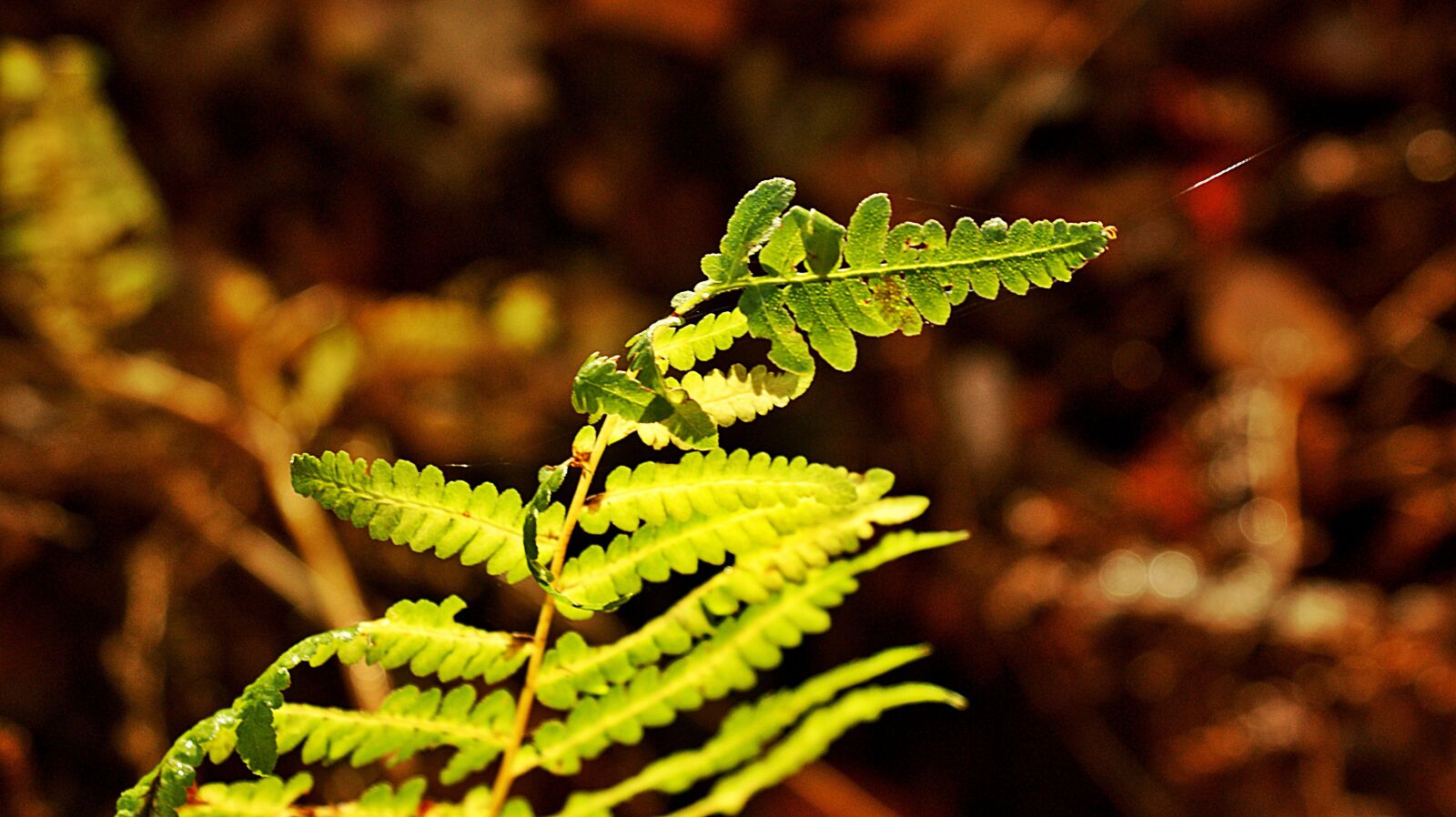 Sony Alpha DSLR-A350 sample photo. Forest, bottom, boating photography