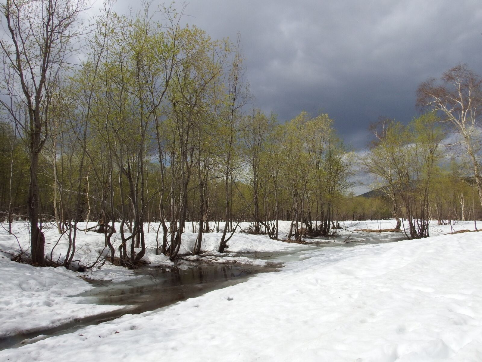 Fujifilm FinePix S1 sample photo. Spring, winter, summer photography