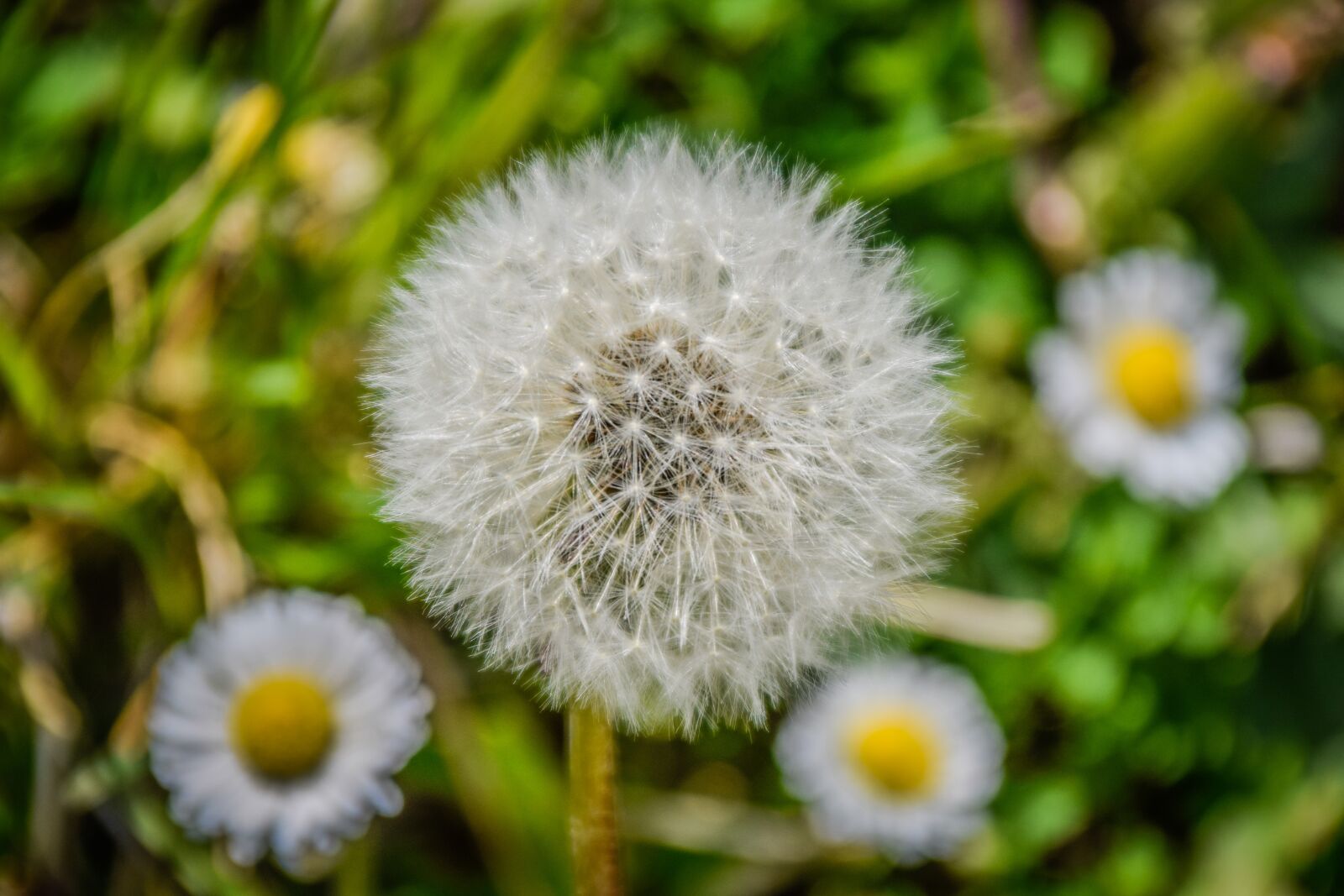 Nikon D5300 sample photo. Dandelion, faded, fluff photography