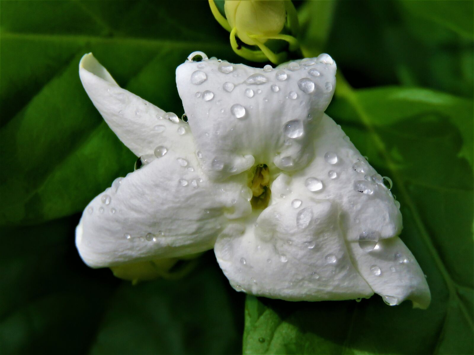 Canon PowerShot SX60 HS sample photo. Flower, white, rain drops photography