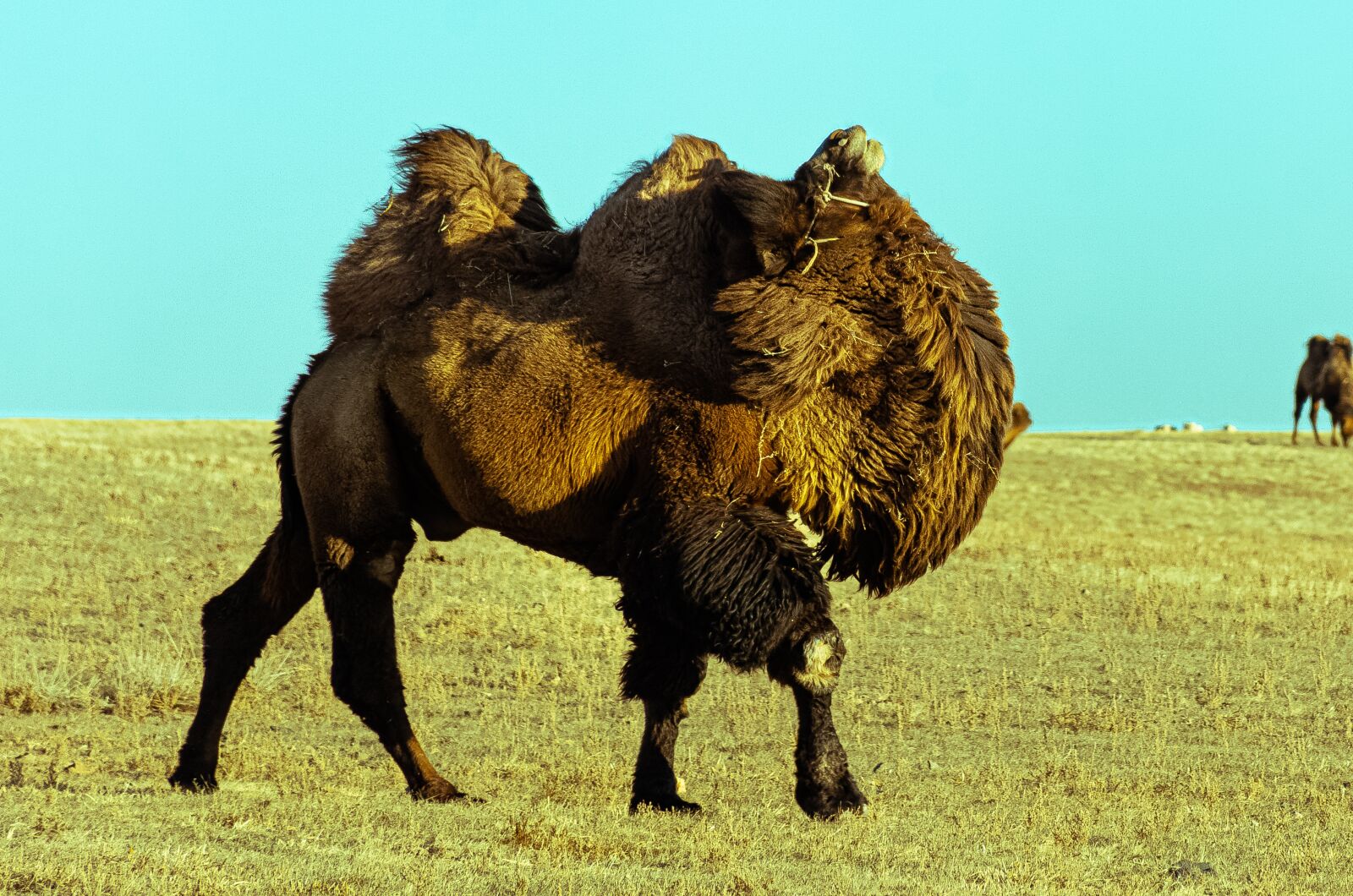 Nikon D7100 sample photo. Male camel, gobi, mongolia photography