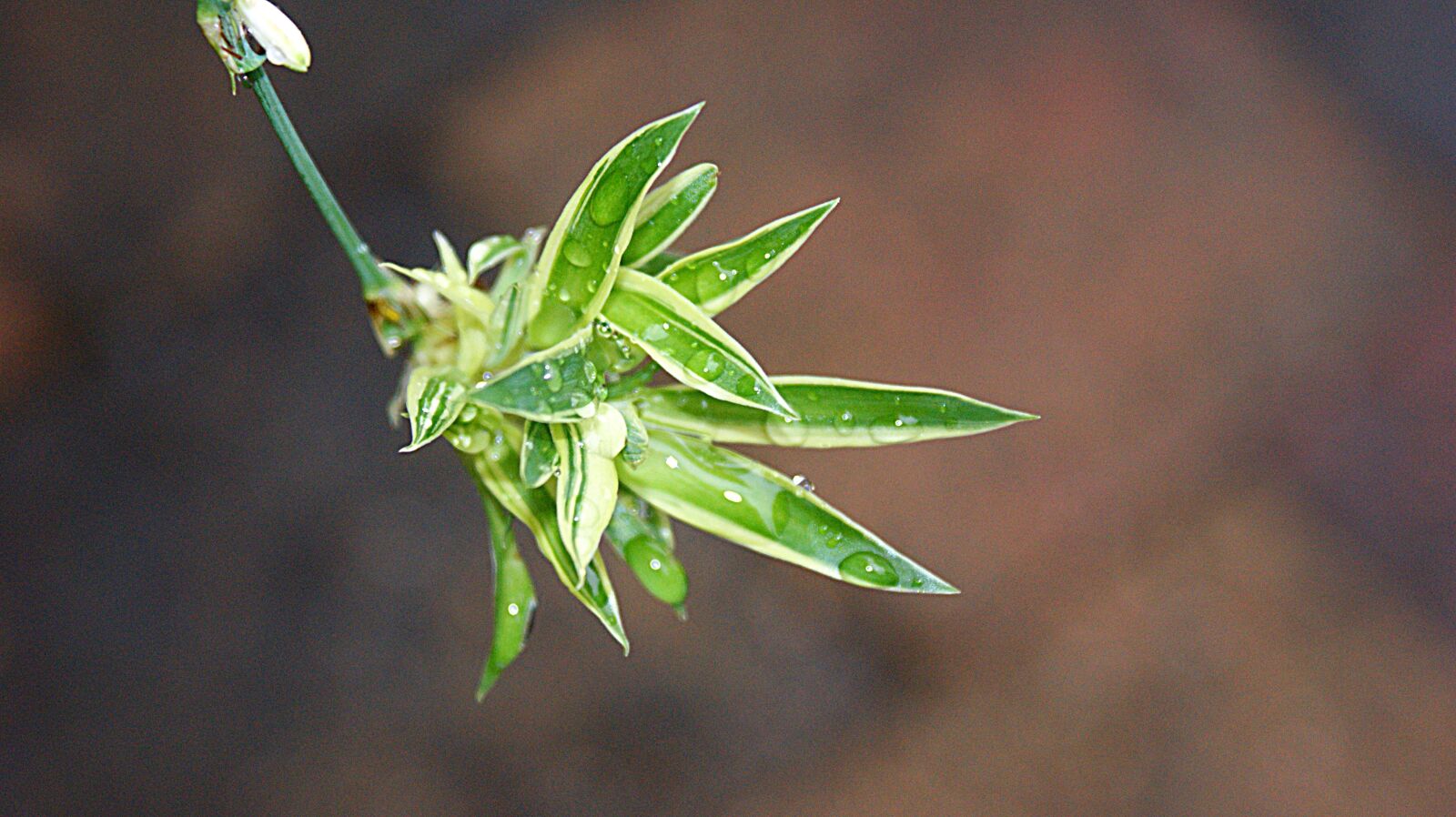 Sony Alpha DSLR-A350 sample photo. Graslelie, chlorophytum, rain photography
