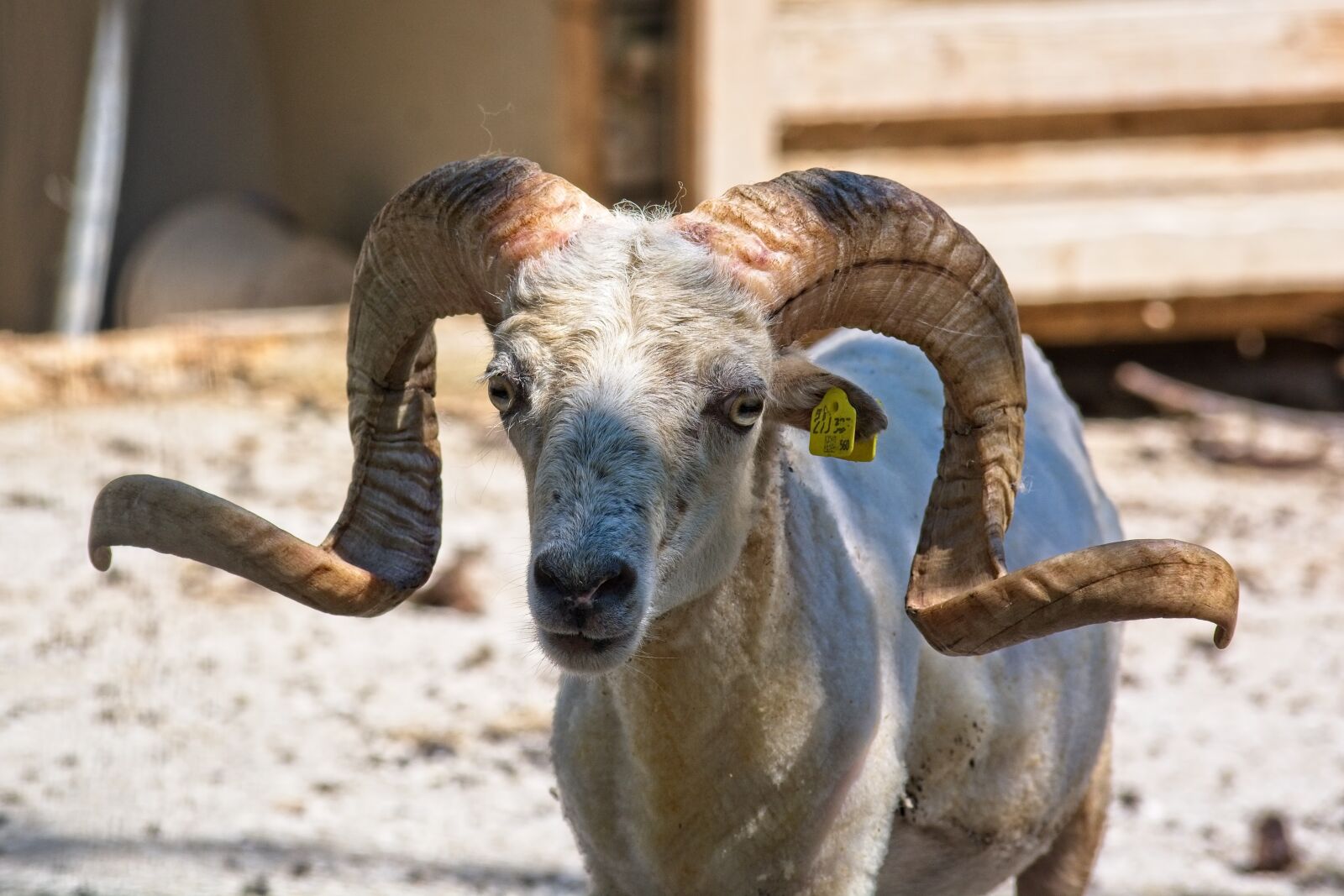 Nikon D7100 sample photo. Horned, aries, bock photography