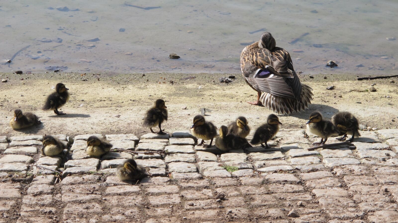 Canon PowerShot G12 sample photo. Duck, chicks, water photography