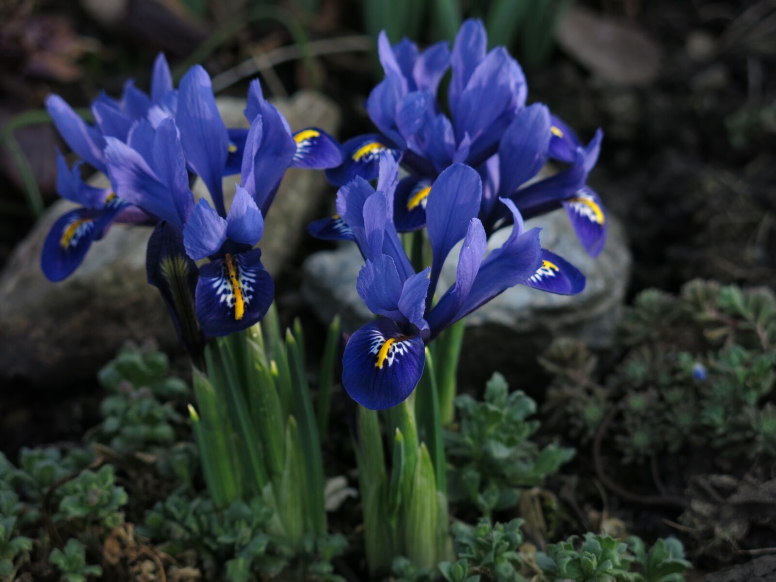 Canon PowerShot G15 sample photo. Dwarf iris, purple, flower photography