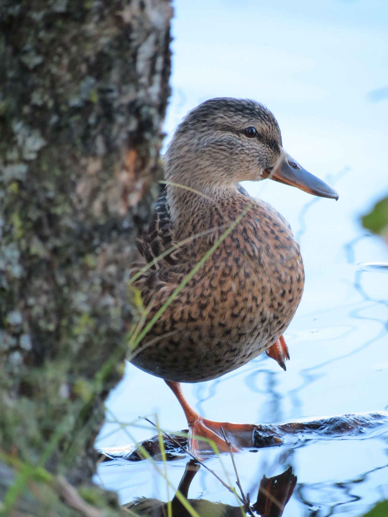 Canon PowerShot SX40 HS sample photo. Mallard, anas platyrhynchos, the photography