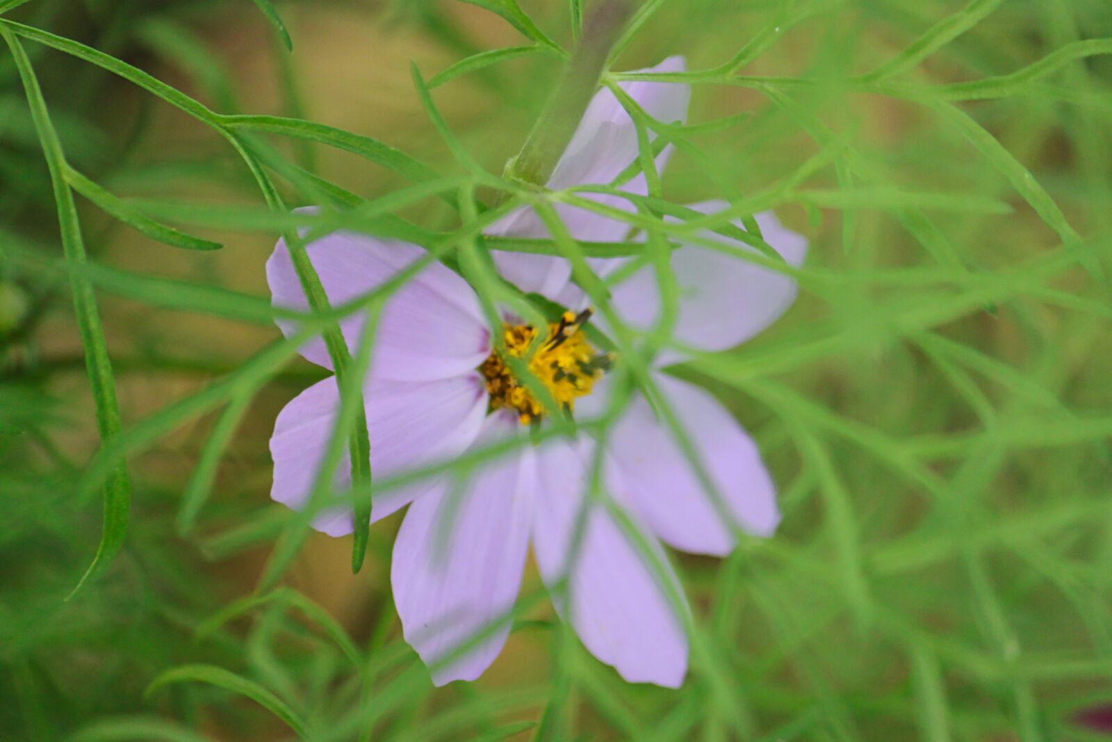 Canon EF-S 55-250mm F4-5.6 IS sample photo. Flower, summer, nature photography