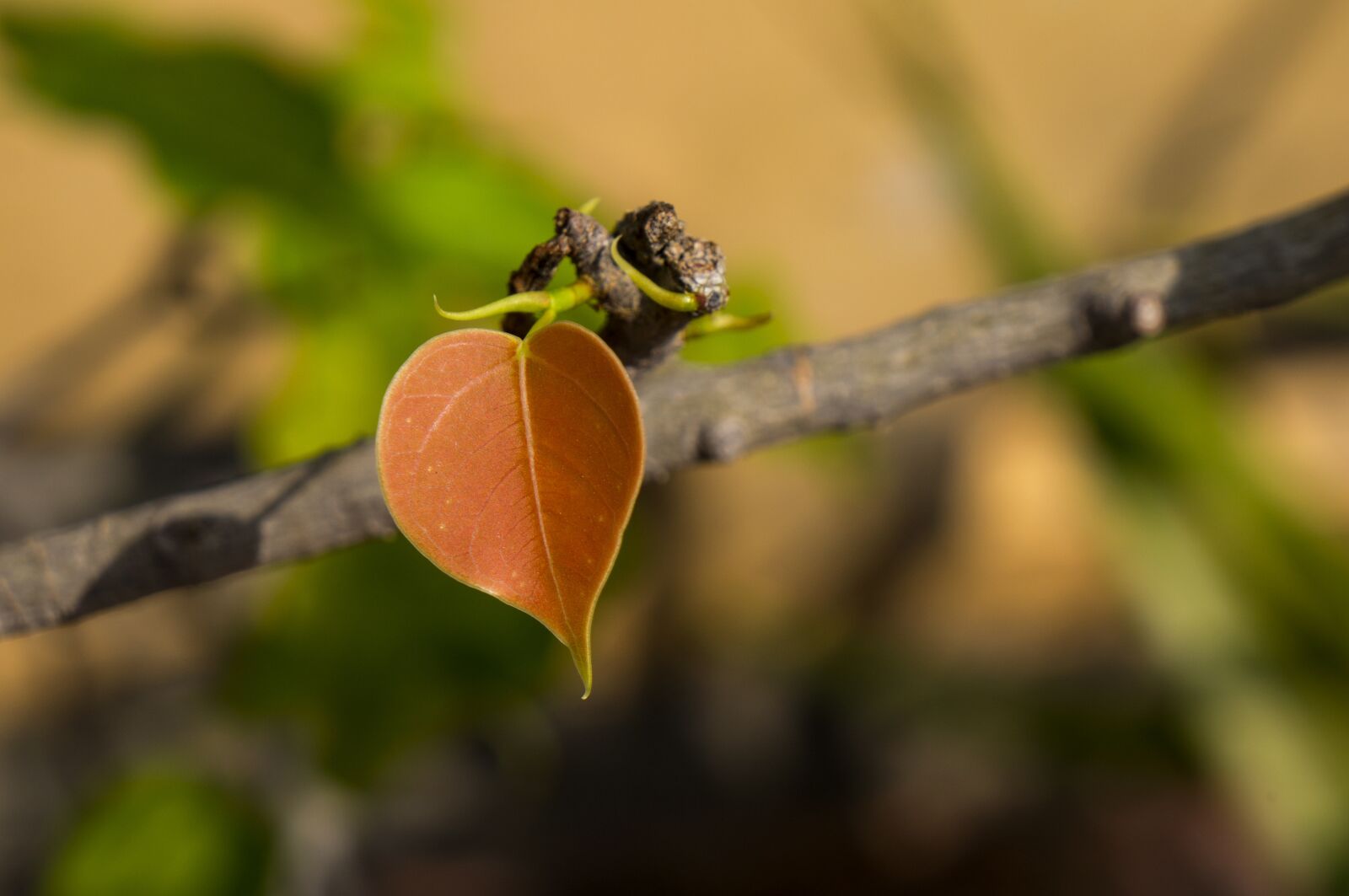 Sony Alpha NEX-F3 + Sony E 18-55mm F3.5-5.6 OSS sample photo. Natural, germ, young leaves photography