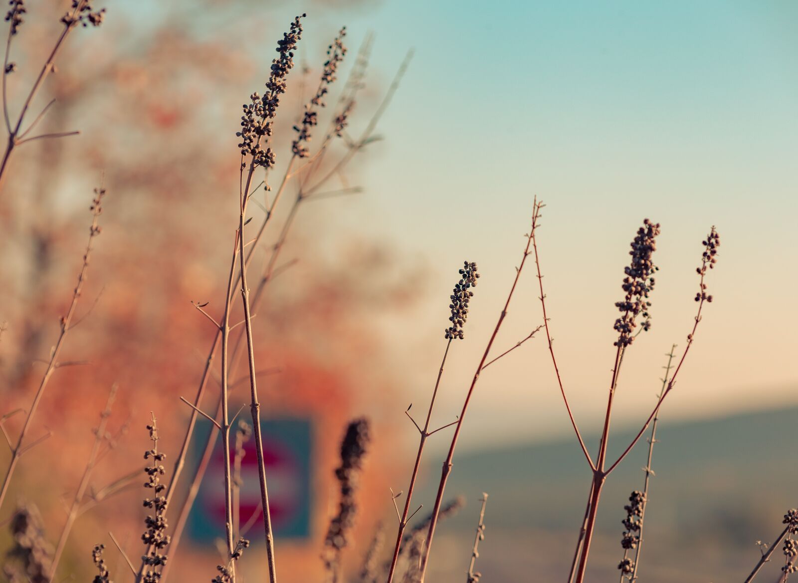 Canon EF75-300mm f/4-5.6 sample photo. Nature, leaves, autumn photography