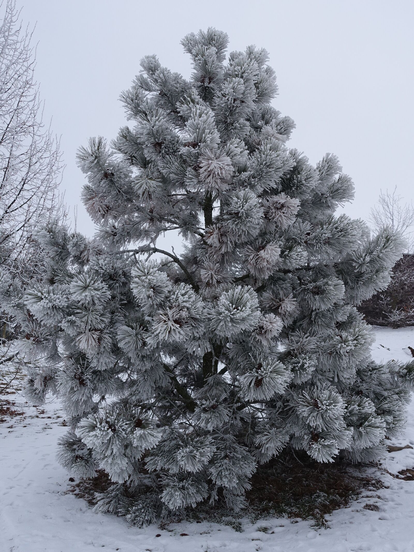 Sony Cyber-shot DSC-RX100 III sample photo. Winter, hoarfrost, wintry photography