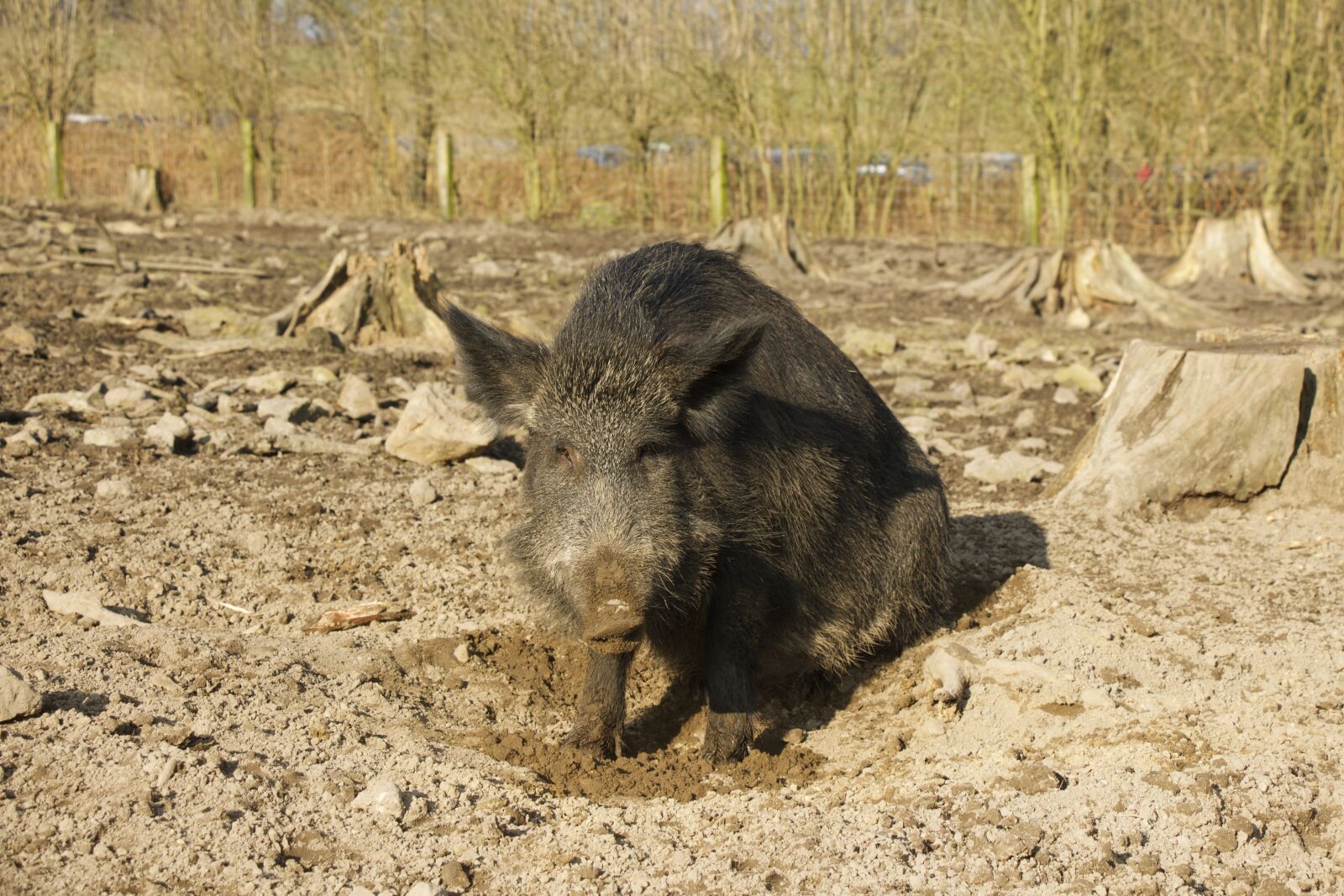 Canon EOS 650D (EOS Rebel T4i / EOS Kiss X6i) sample photo. Boar, nature park, holders photography