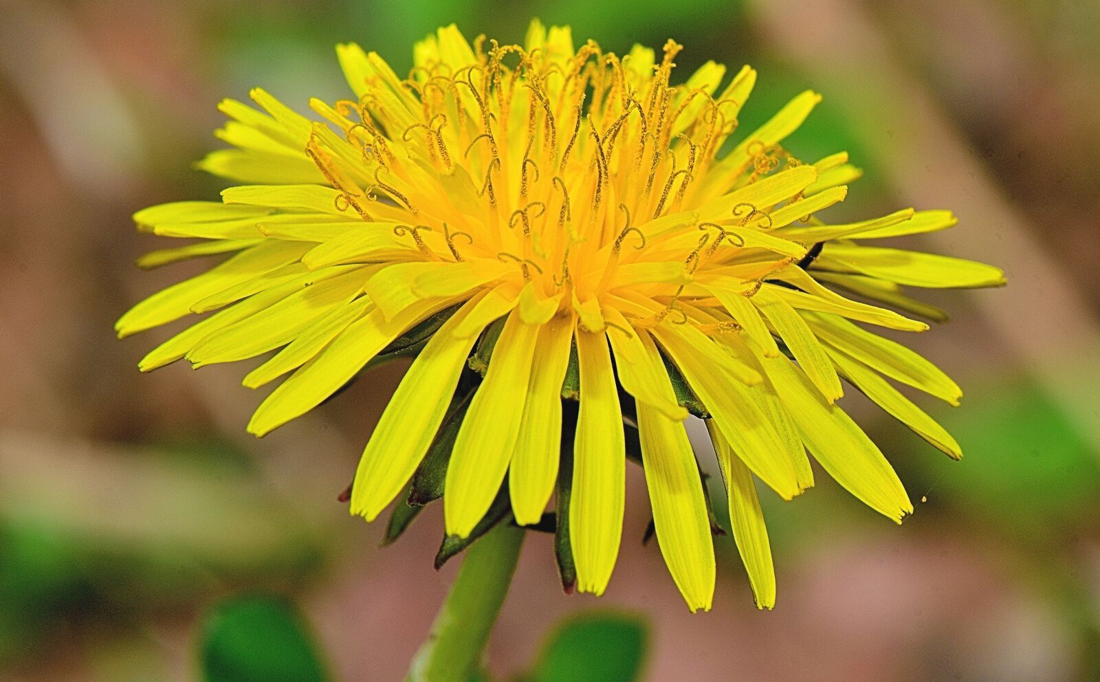 Nikon D5300 sample photo. Flower, plants, garden photography