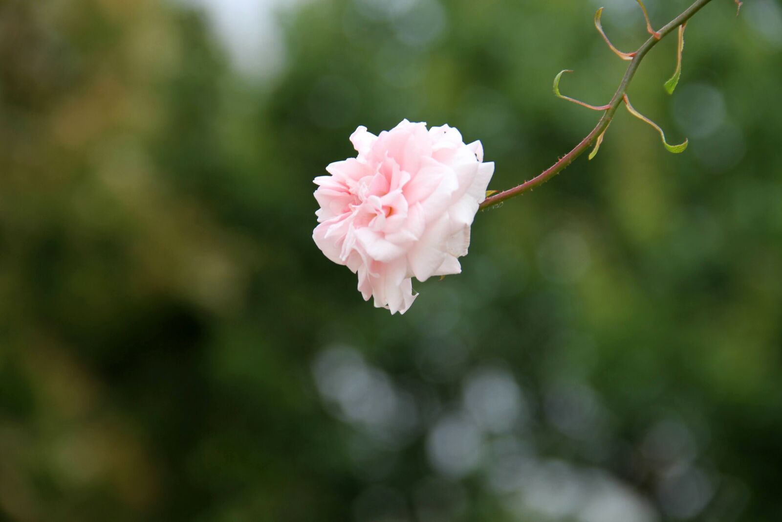 Canon EOS 7D sample photo. Rosa, flower, stem photography