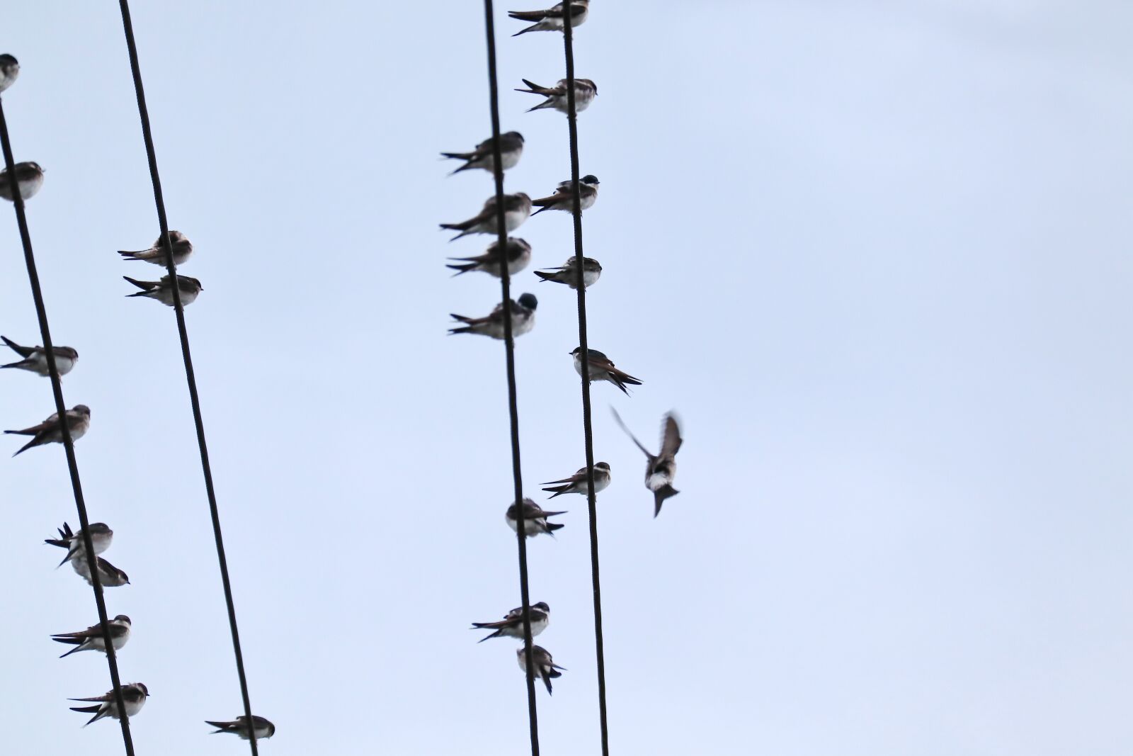 Canon EOS M50 (EOS Kiss M) sample photo. Swallows, swarm, power cable photography