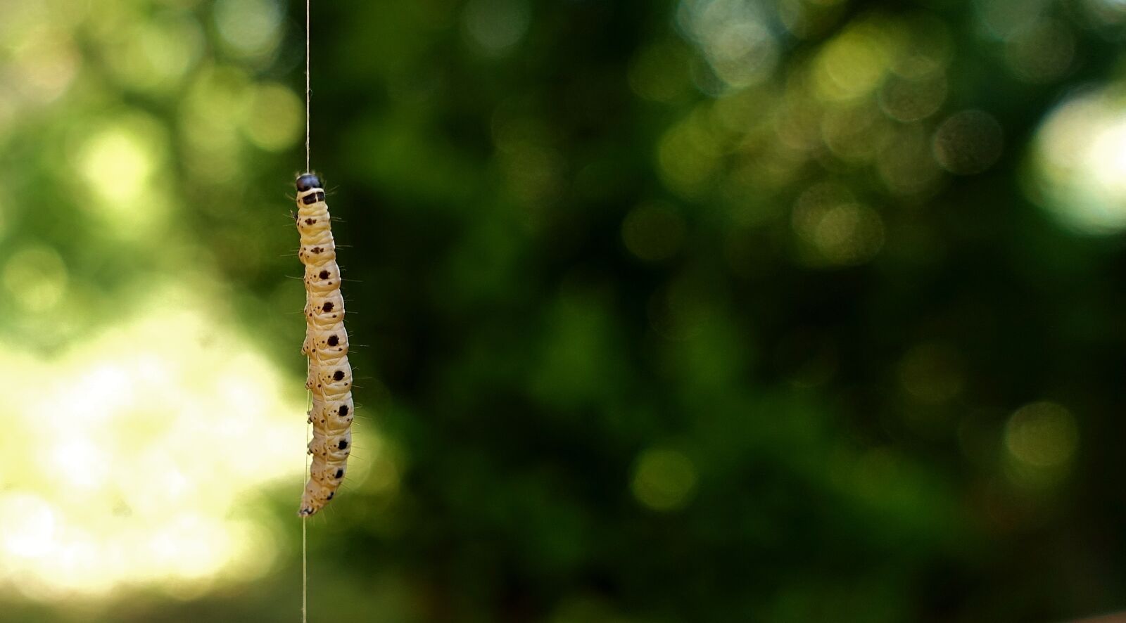 Sony DSC-RX100M5 sample photo. Larva, wax moth, galleriinae photography
