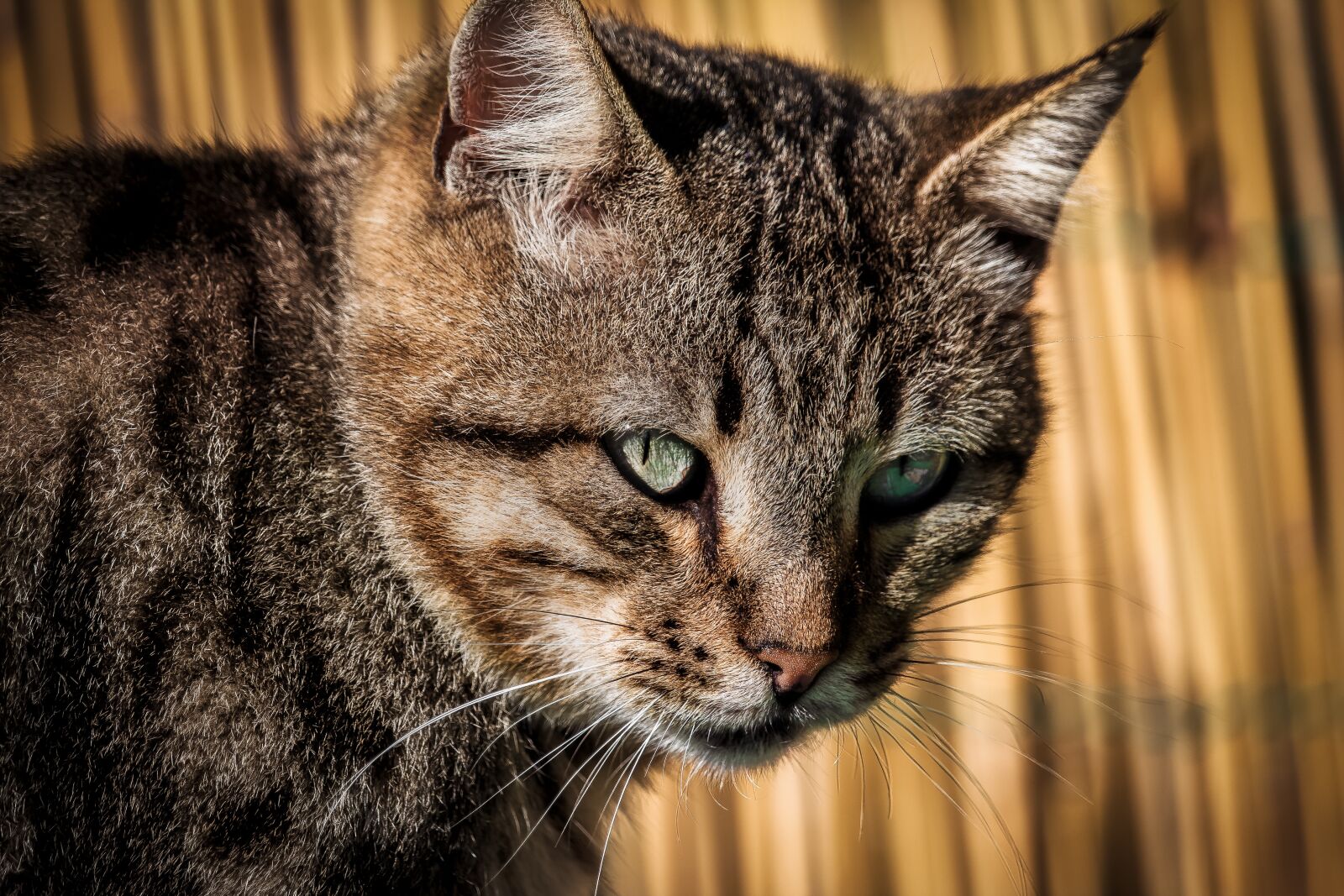 Canon EF-S 55-250mm F4-5.6 IS STM sample photo. Cat, tiger, muzzle photography