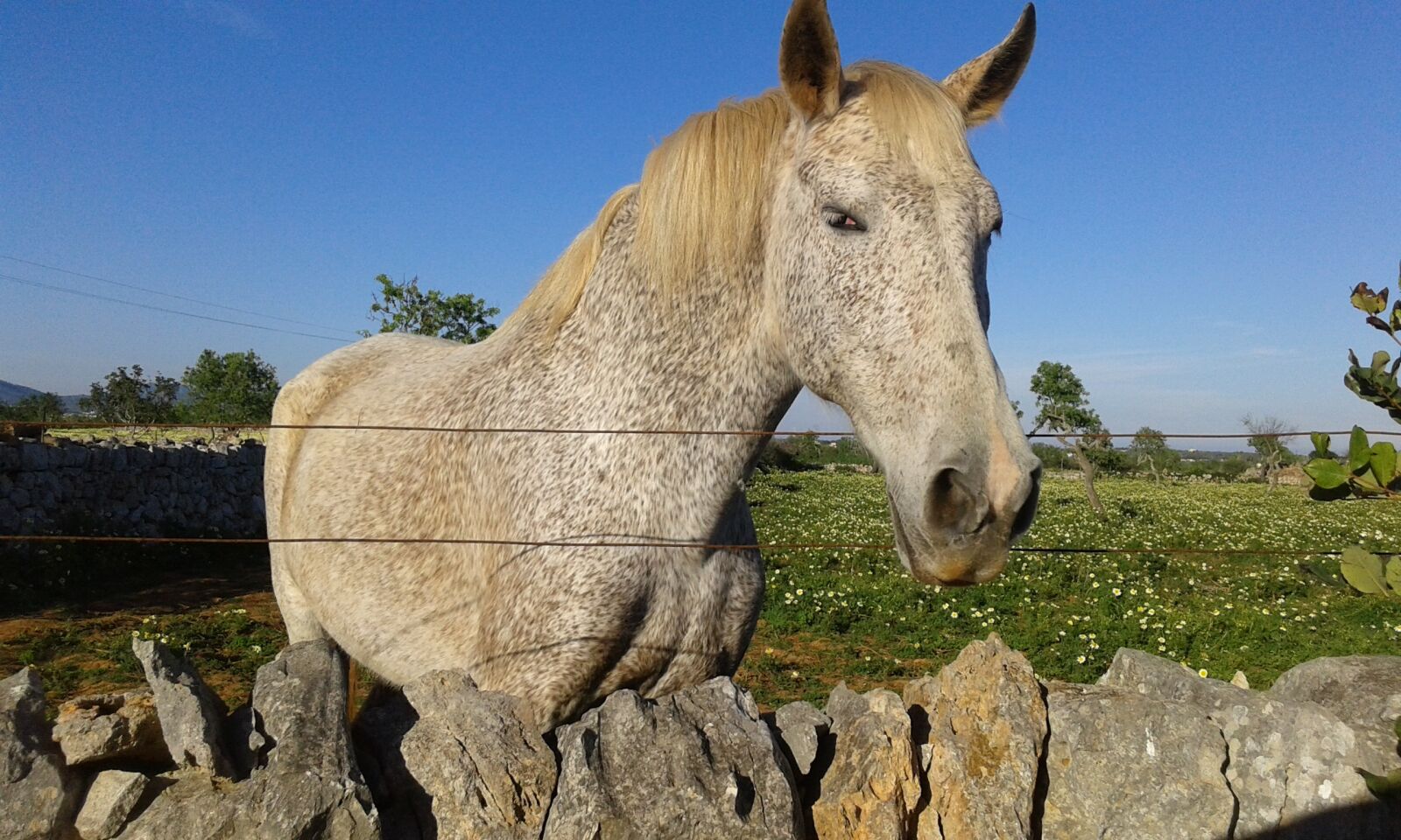 Samsung Galaxy Grand Neo Plus sample photo. Horse, nature, animal photography