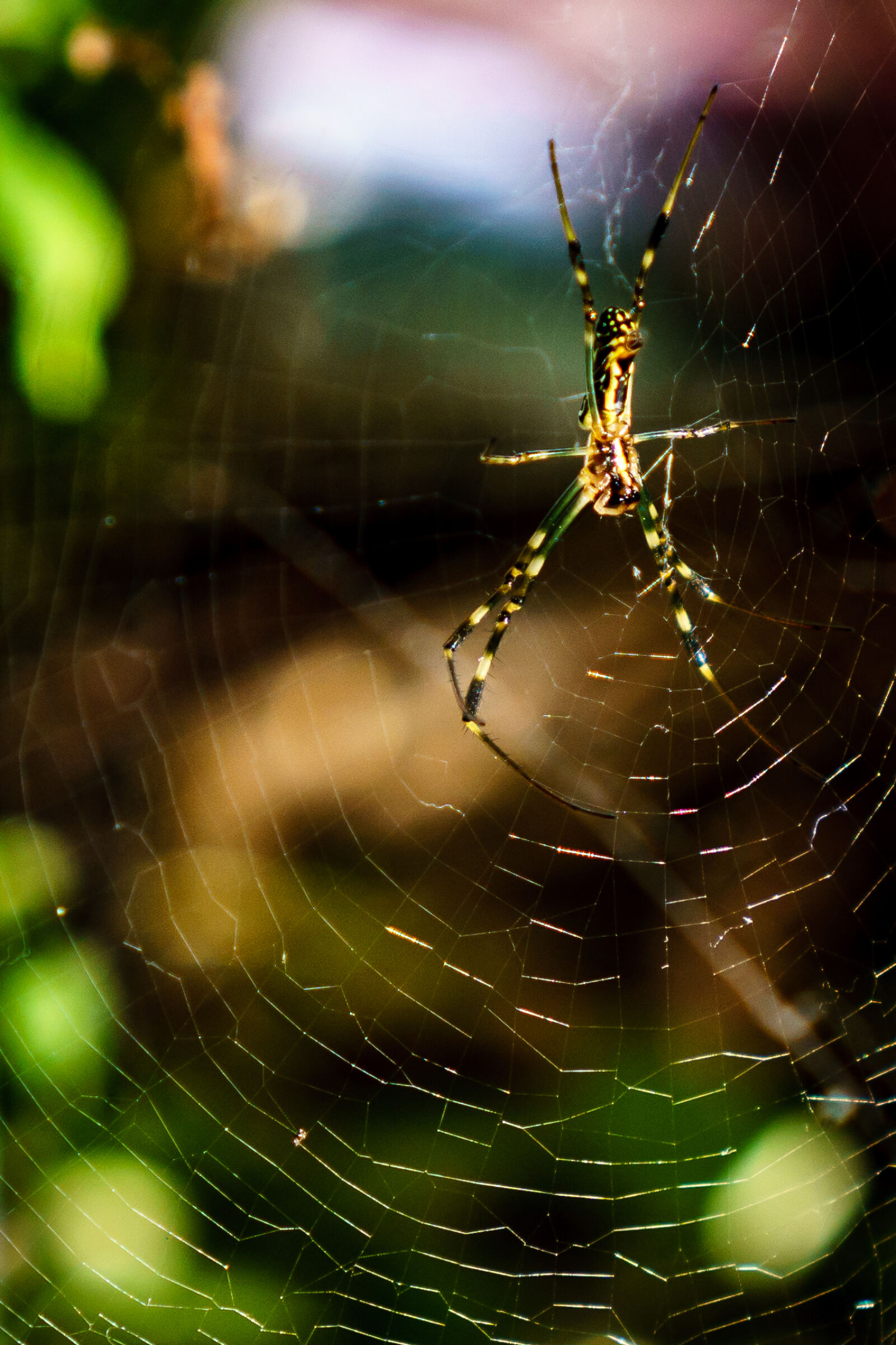Sony a6000 sample photo. Bushes, spider, spider, web photography