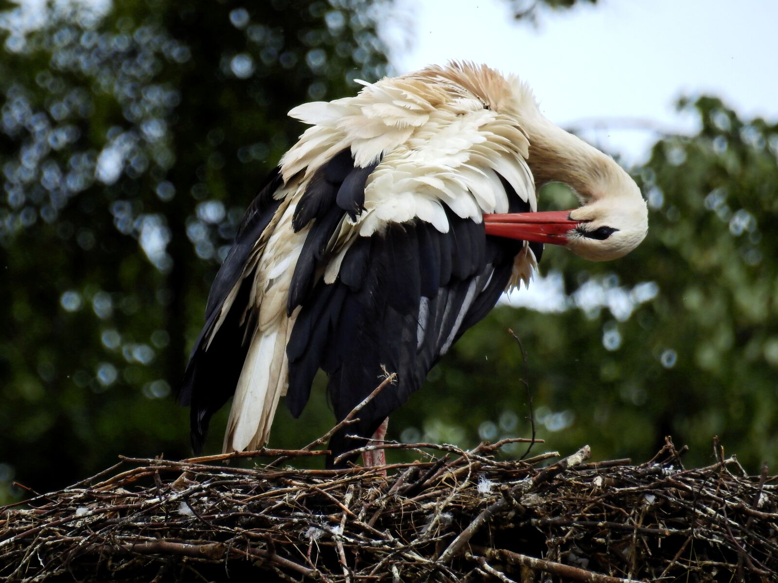 Nikon Coolpix P900 sample photo. Stork, bird, nest photography