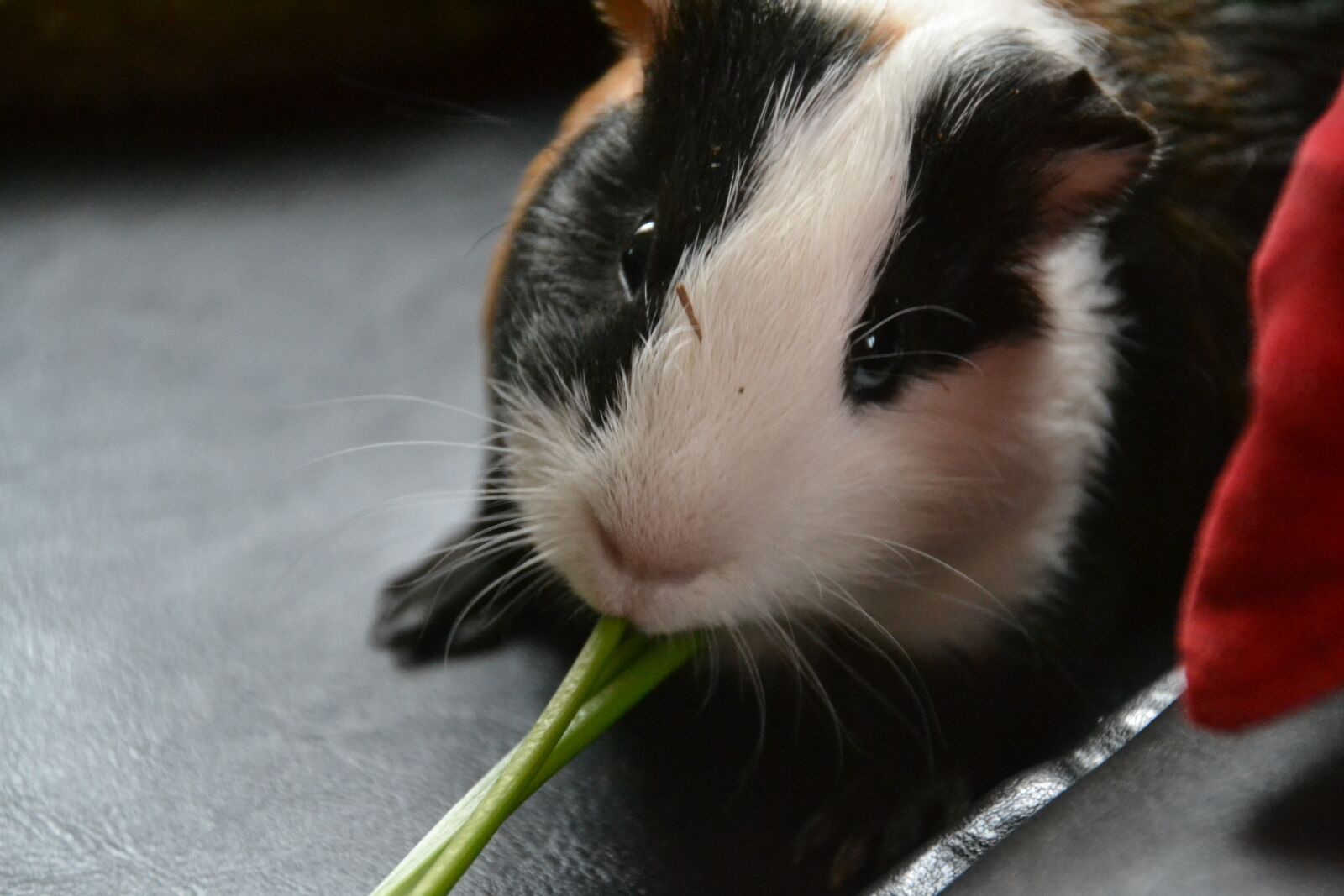 Nikon D3100 sample photo. Guinea pig, animal, pet photography