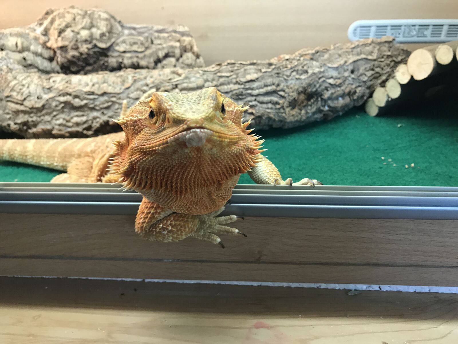 iPhone 7 back camera 3.99mm f/1.8 sample photo. Dragon, lizard, hello photography