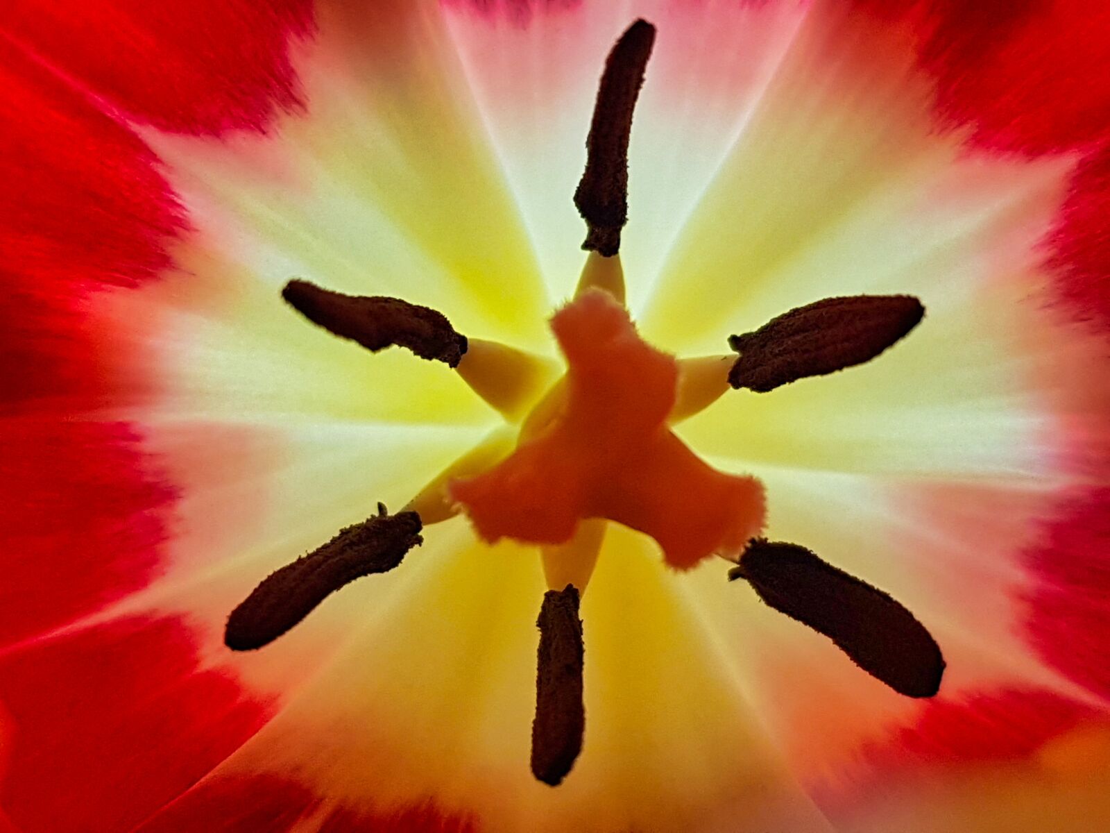 Samsung Galaxy S7 sample photo. Tulip, flower, pistil photography