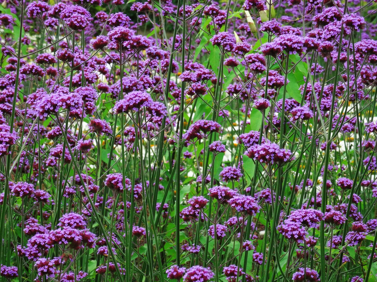 Sony DSC-HX50 sample photo. Floral, background, flowers photography