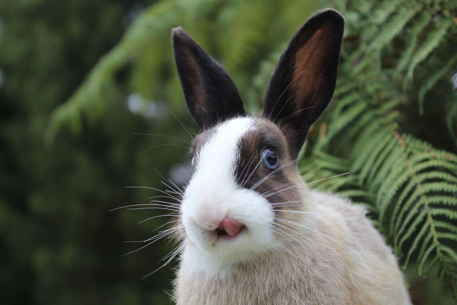 Canon EOS 4000D (EOS Rebel T100 / EOS 3000D) sample photo. Bunny, rabbit, lips photography