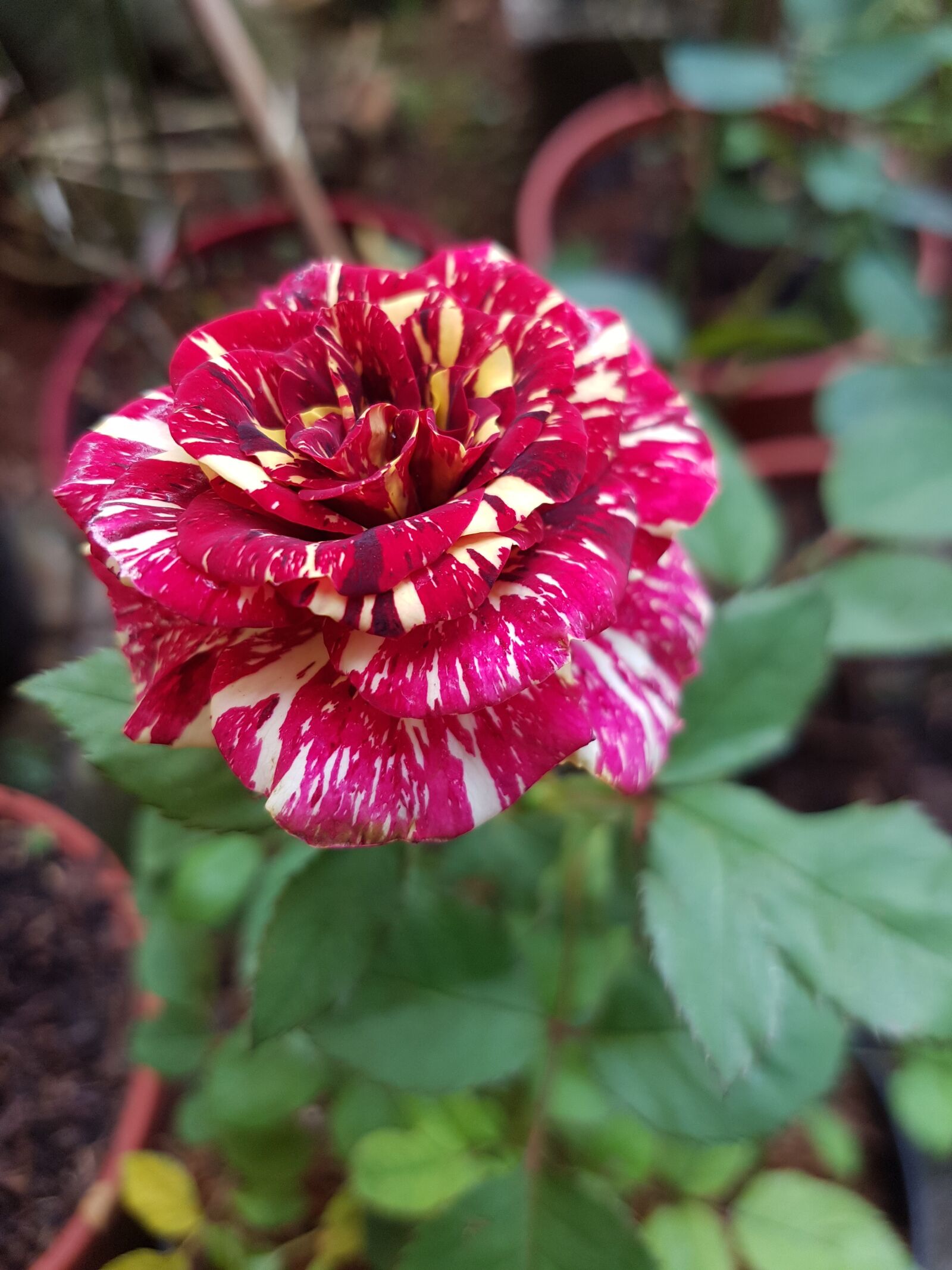 Samsung Galaxy S7 Edge sample photo. Flower, rose, red photography