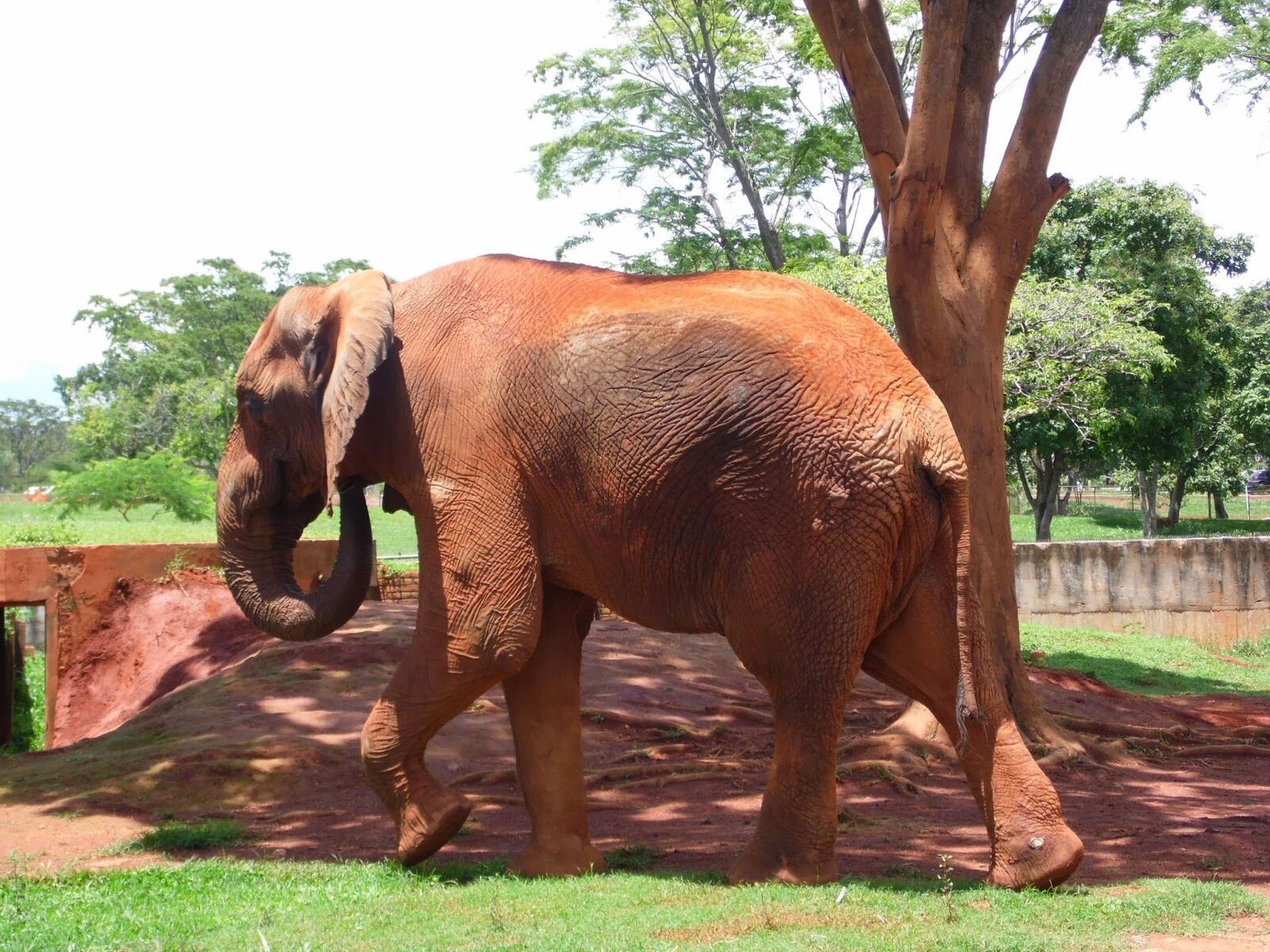Samsung WB100/  WB101 sample photo. Elephant, jungle, savannah photography