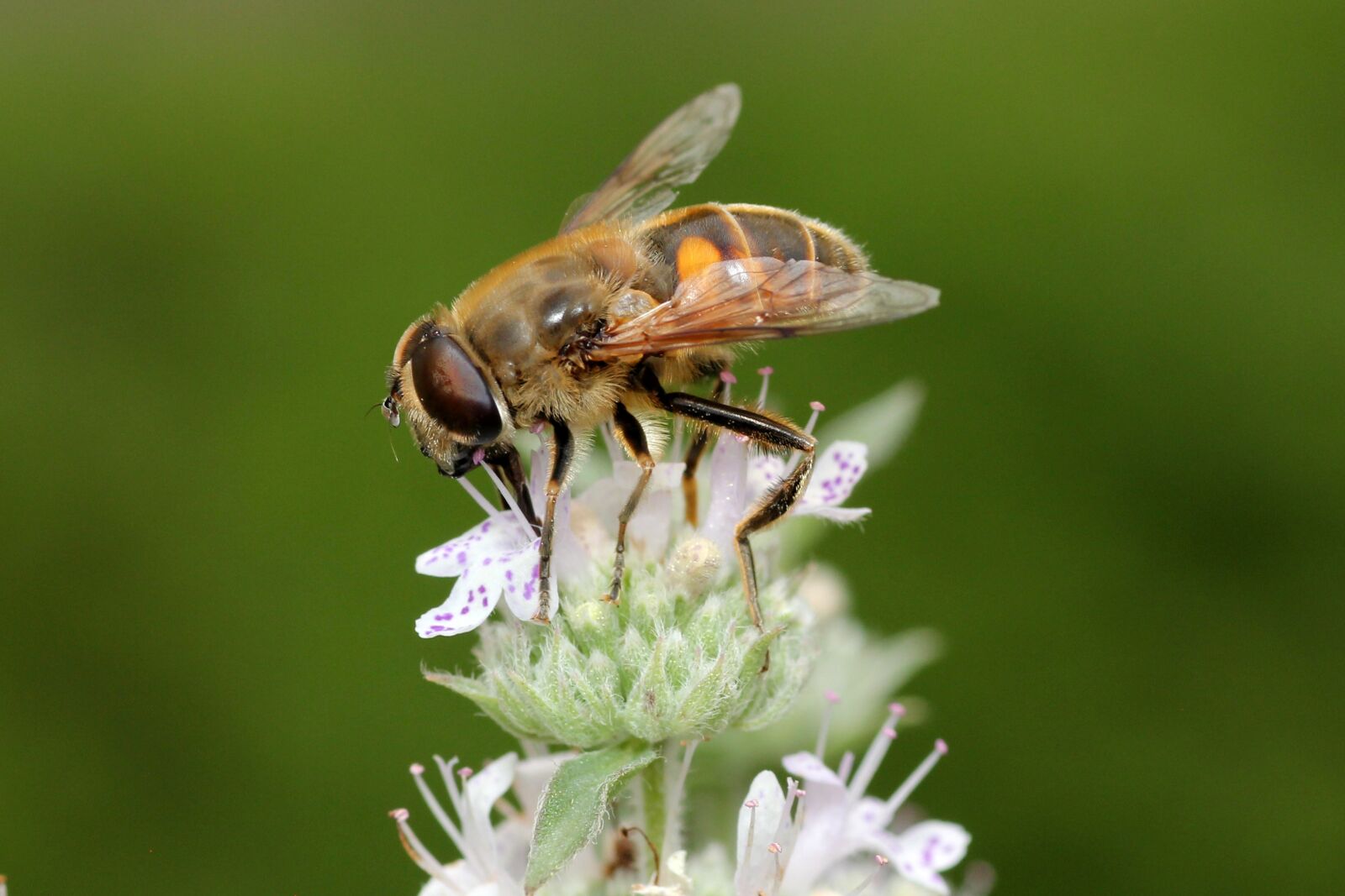 Canon EOS 60D sample photo. Bee, yellow, hairy photography