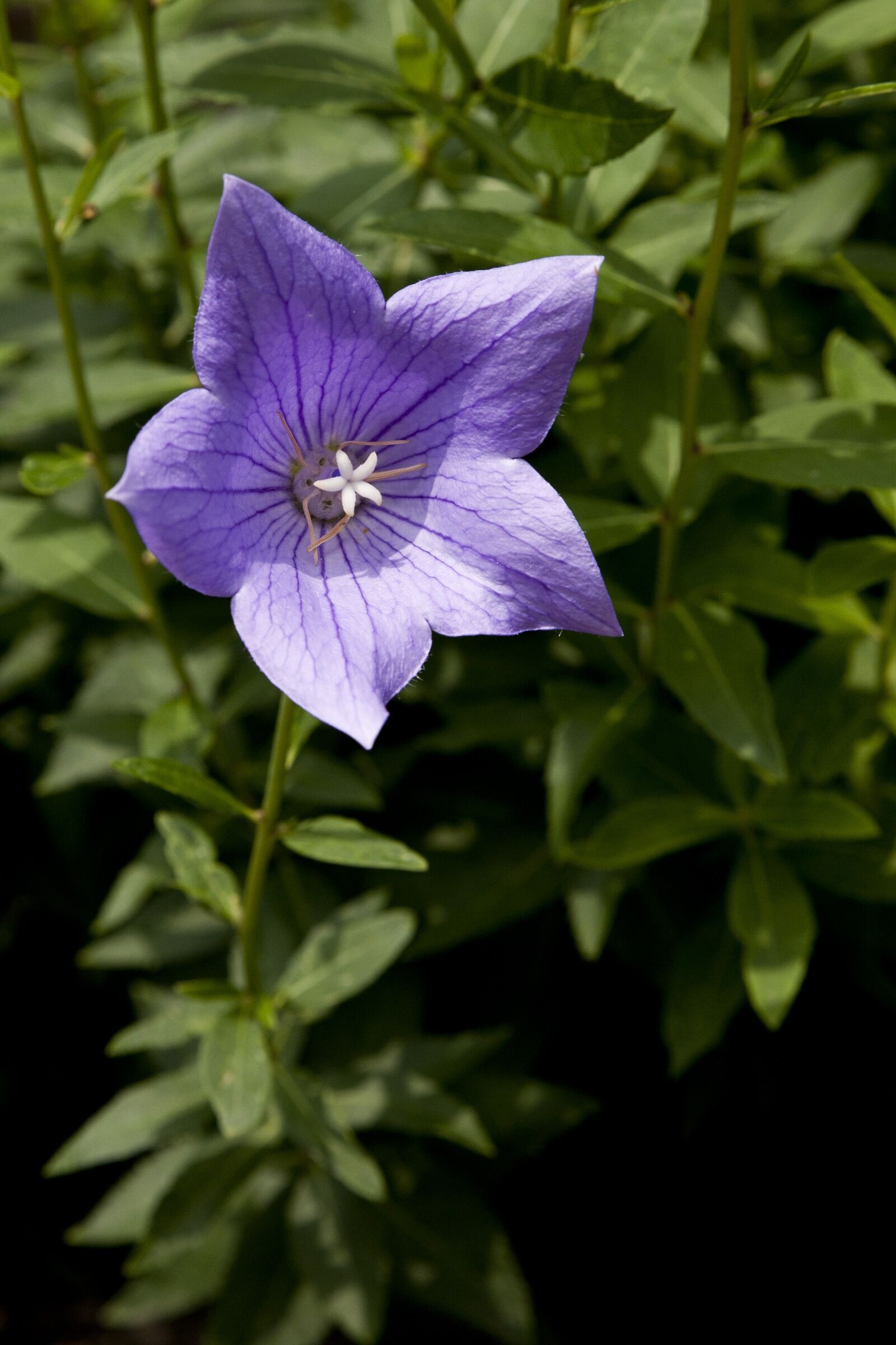 Canon EOS 5D sample photo. Bellflower flower, plants, nature photography