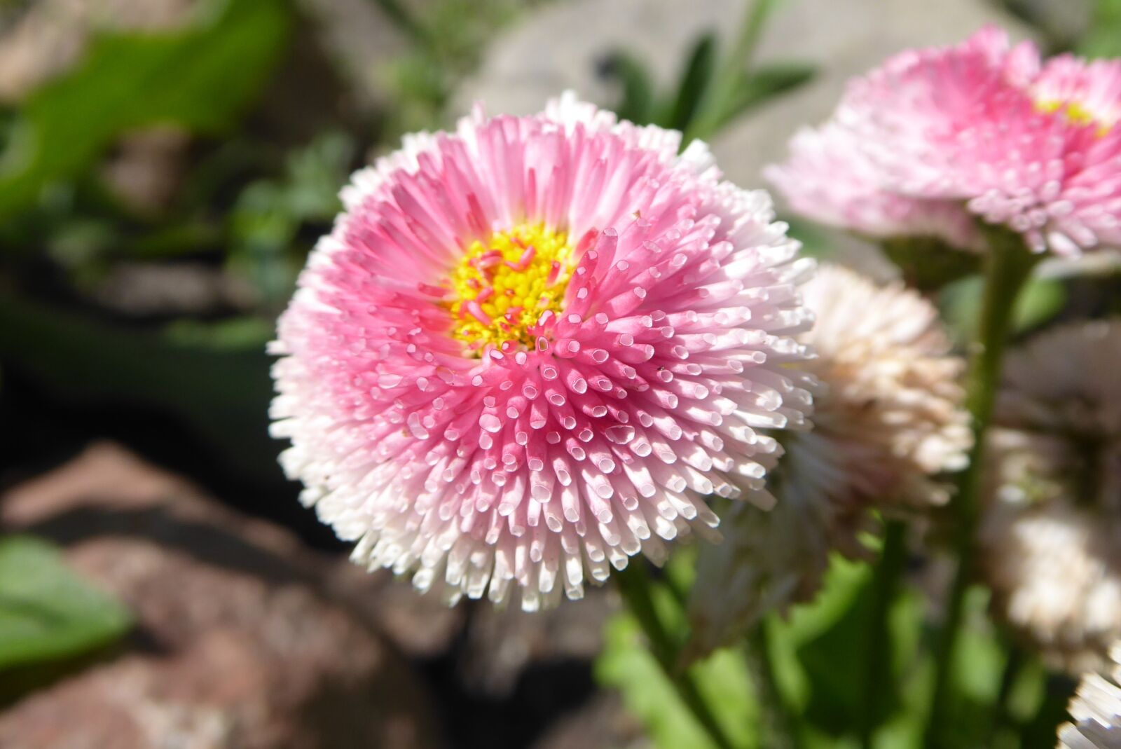 Panasonic Lumix DMC-ZS50 (Lumix DMC-TZ70) sample photo. Daisy, pink, flower photography