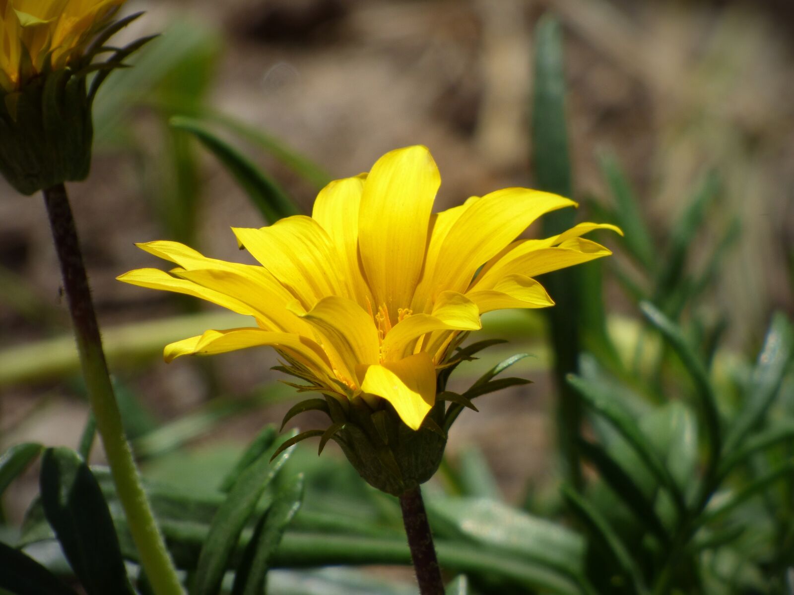 Panasonic Lumix DMC-FZ70 sample photo. Flower, yellow flower, petals photography