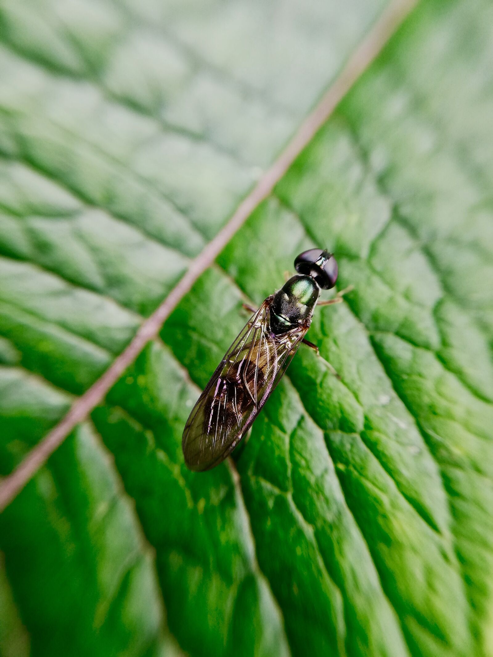 HUAWEI P20 lite sample photo. Insect, flying, alive photography
