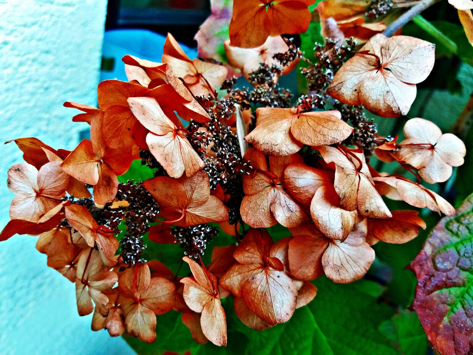 Samsung Galaxy J5 sample photo. Ornament, flowers, decoration photography