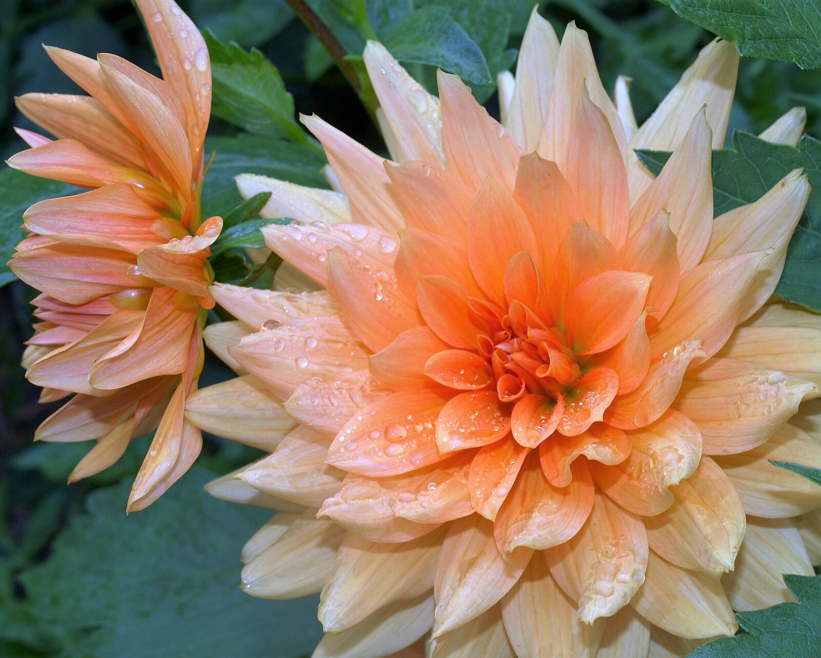 Olympus E-520 (EVOLT E-520) sample photo. Flower, garden, summer photography