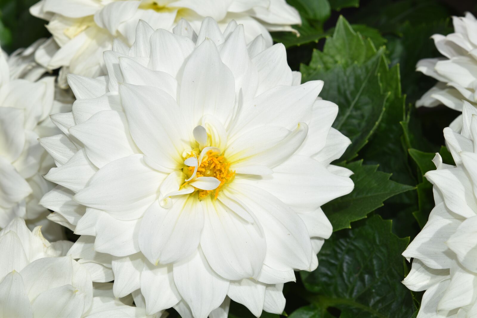 Nikon D5600 sample photo. Flower, white flower, dahlia photography