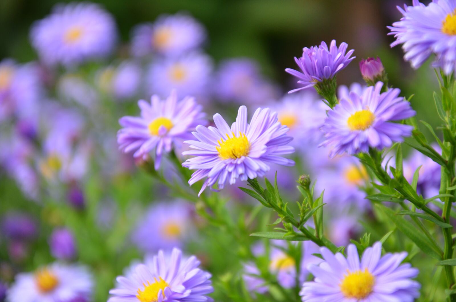 Nikon D7000 sample photo. Astra, violet, autumn photography