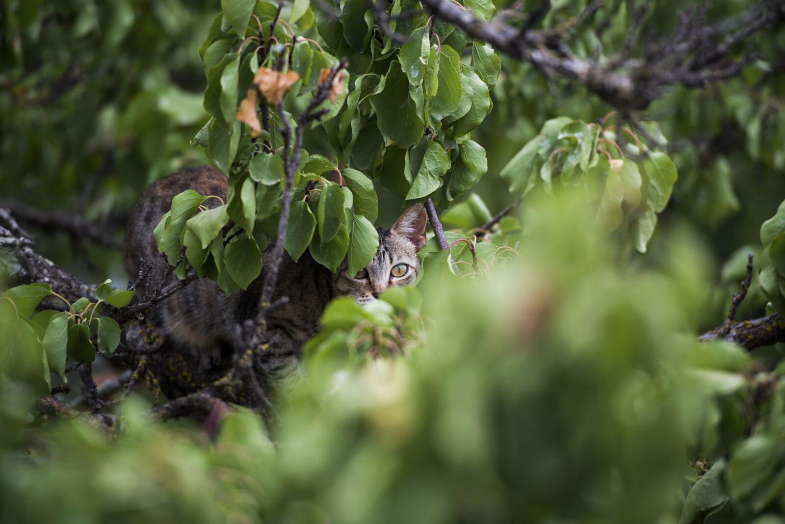 Nikon D800 sample photo. Cat, tree, green photography