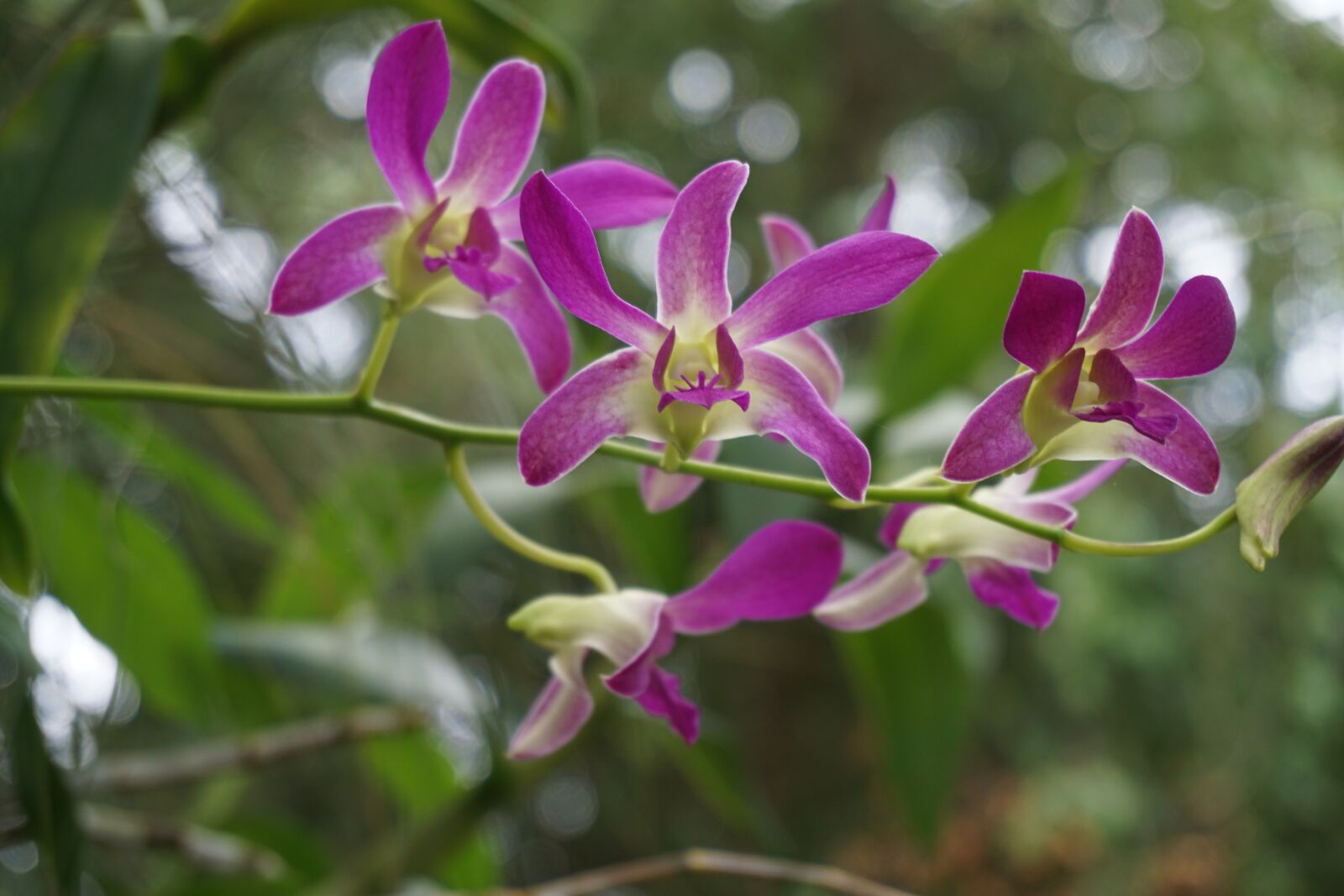 Sony E 16-50mm F3.5-5.6 PZ OSS sample photo. Flowers, orchids, bloom photography