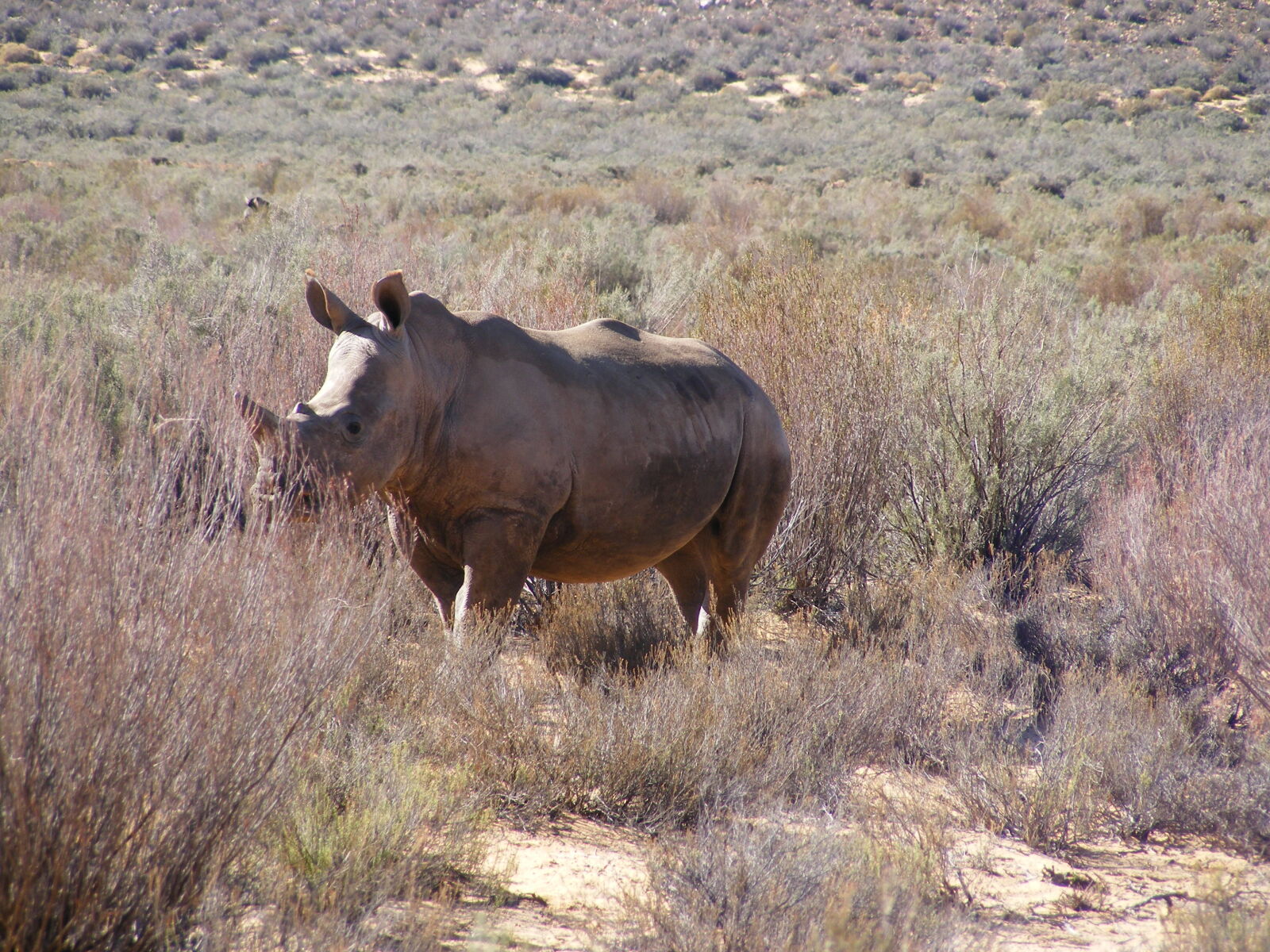 Fujifilm FinePix S5700 S700 sample photo. Rhino, wildlife photography