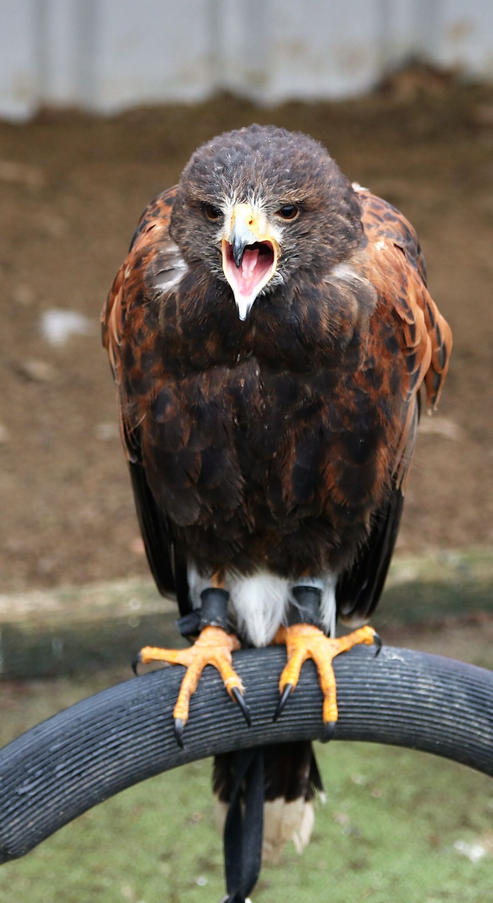 Canon EOS 80D sample photo. Harris hawk, raptor, eagle photography